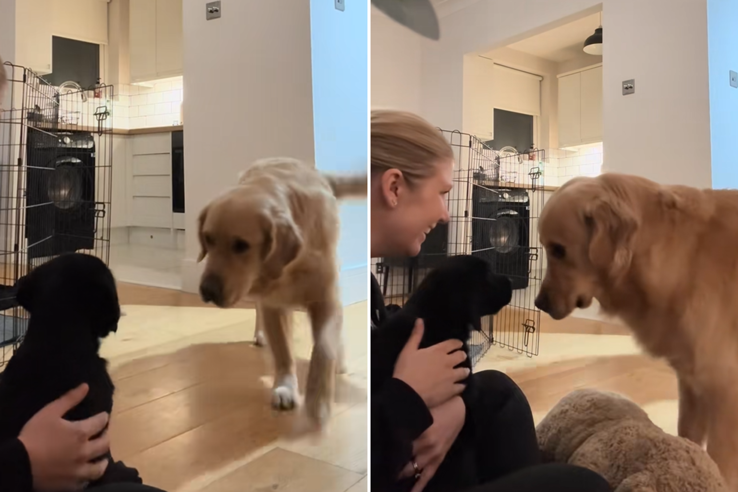 Watch Golden Retriever's 'Big Feelings' When Meeting Puppy Sibling