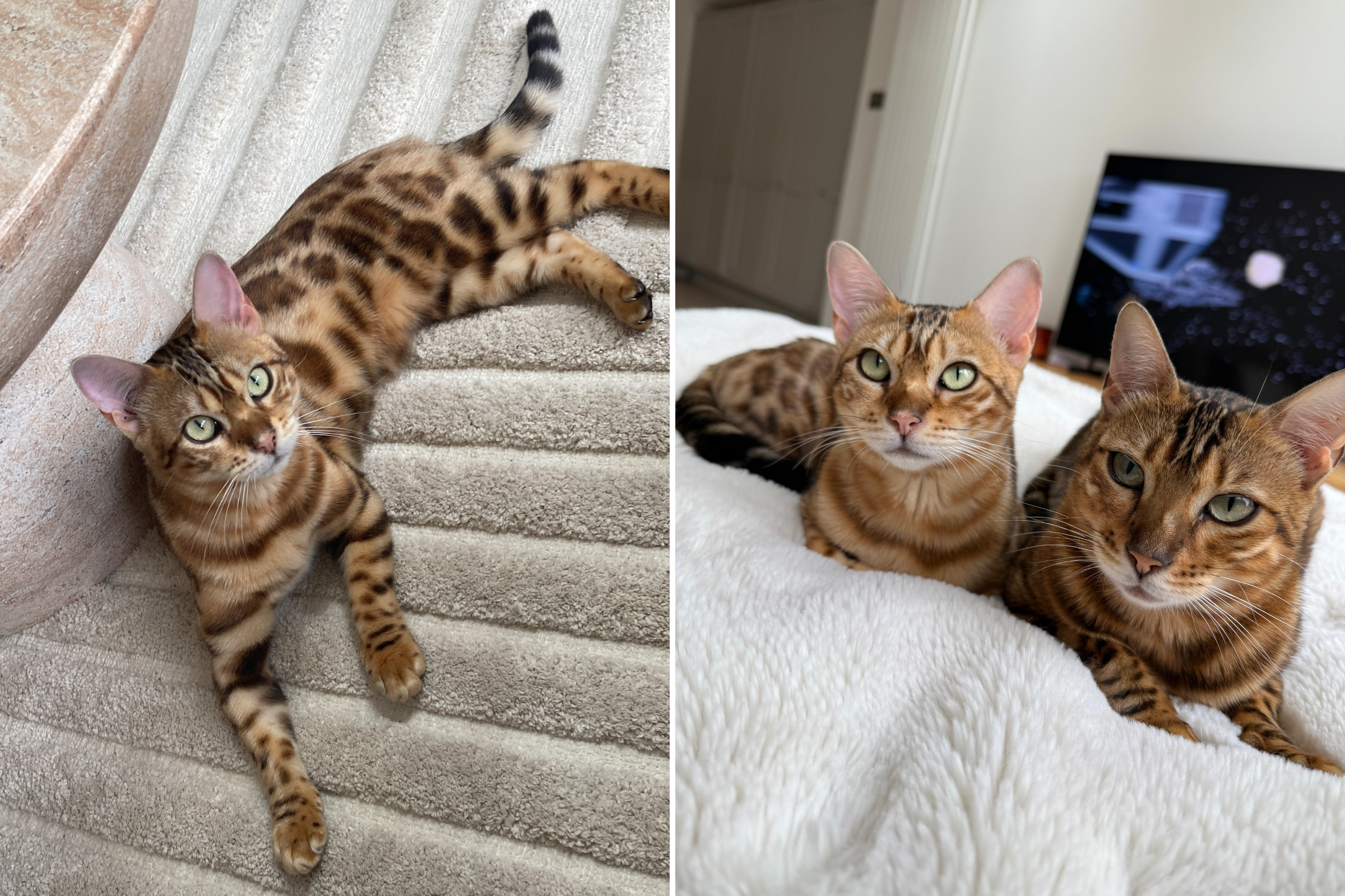 Woman Saves Two Sick Bengal Cats From Breeder, Then Comes Shocking Surprise