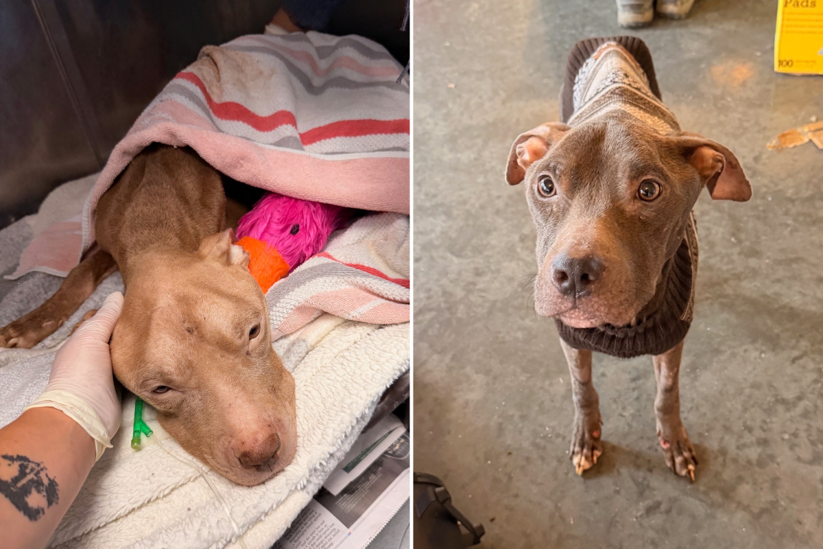 Los dos perros estuvieron días desde el hambre hasta la muerte y la tortura.