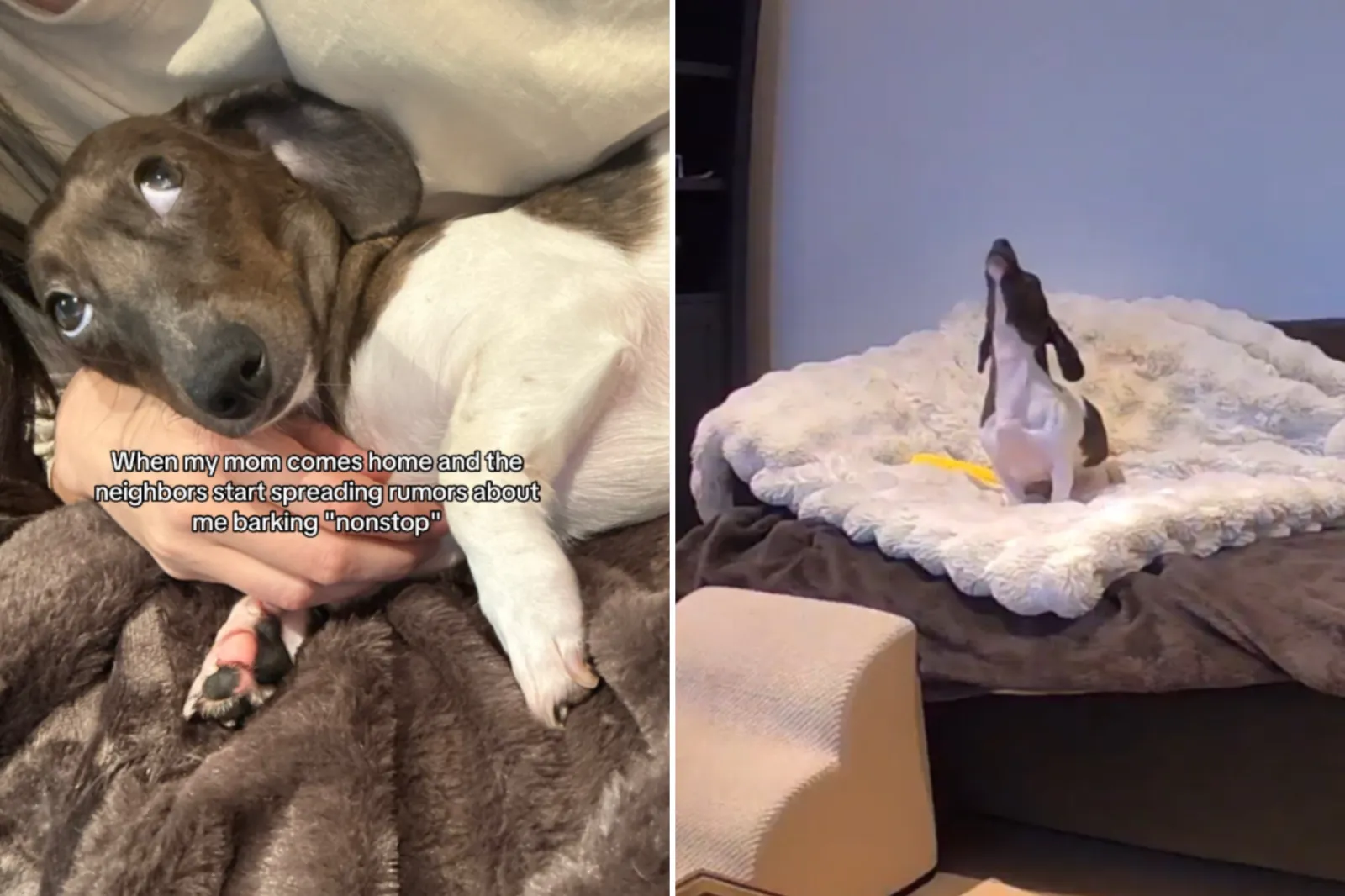 Woman Gets Note From Neighbor About Dog’s Behavior, Then She Checks Pet Cam