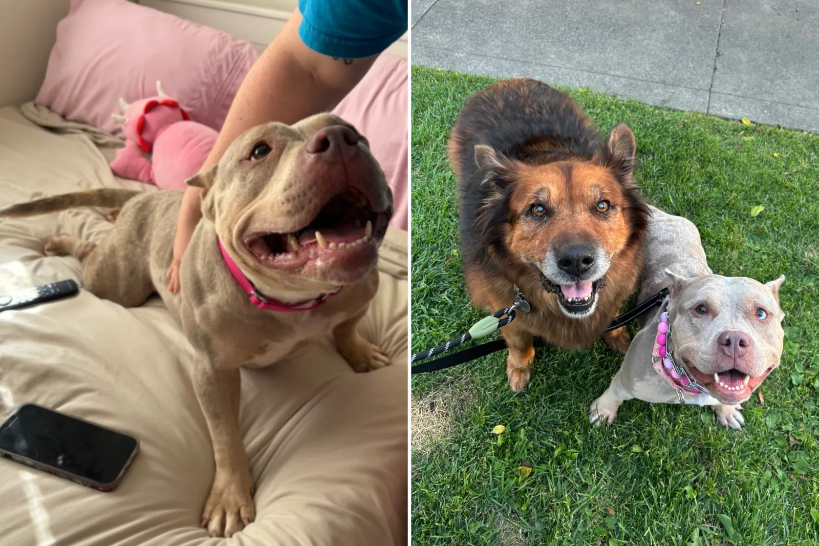 Shelter Dog Loses Her Spark After 3 Failed Adoptions—Then It All Changes