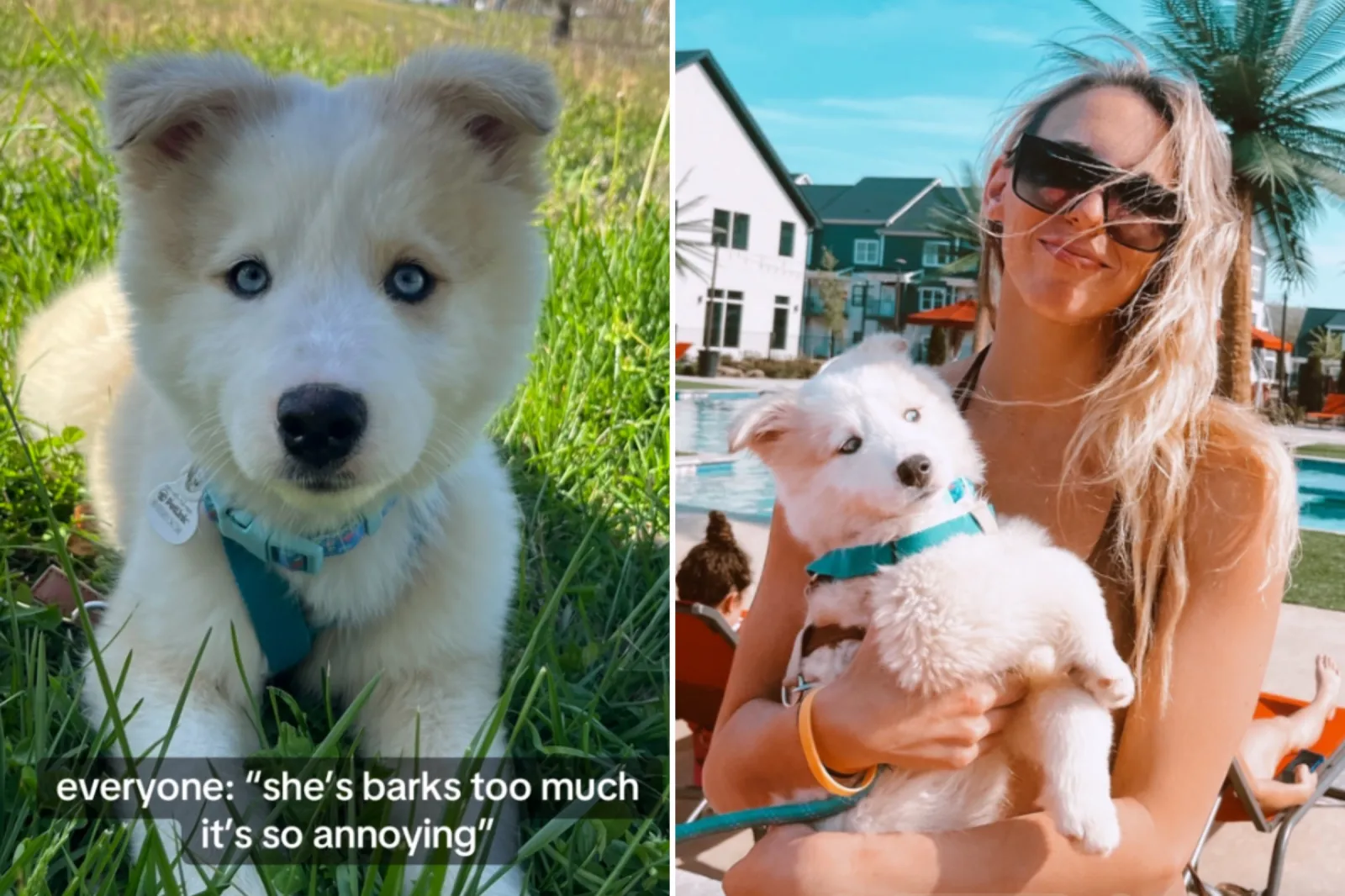 Husky Mix Returned To Shelter Twice—but One Woman Refused To Give Up on Her
