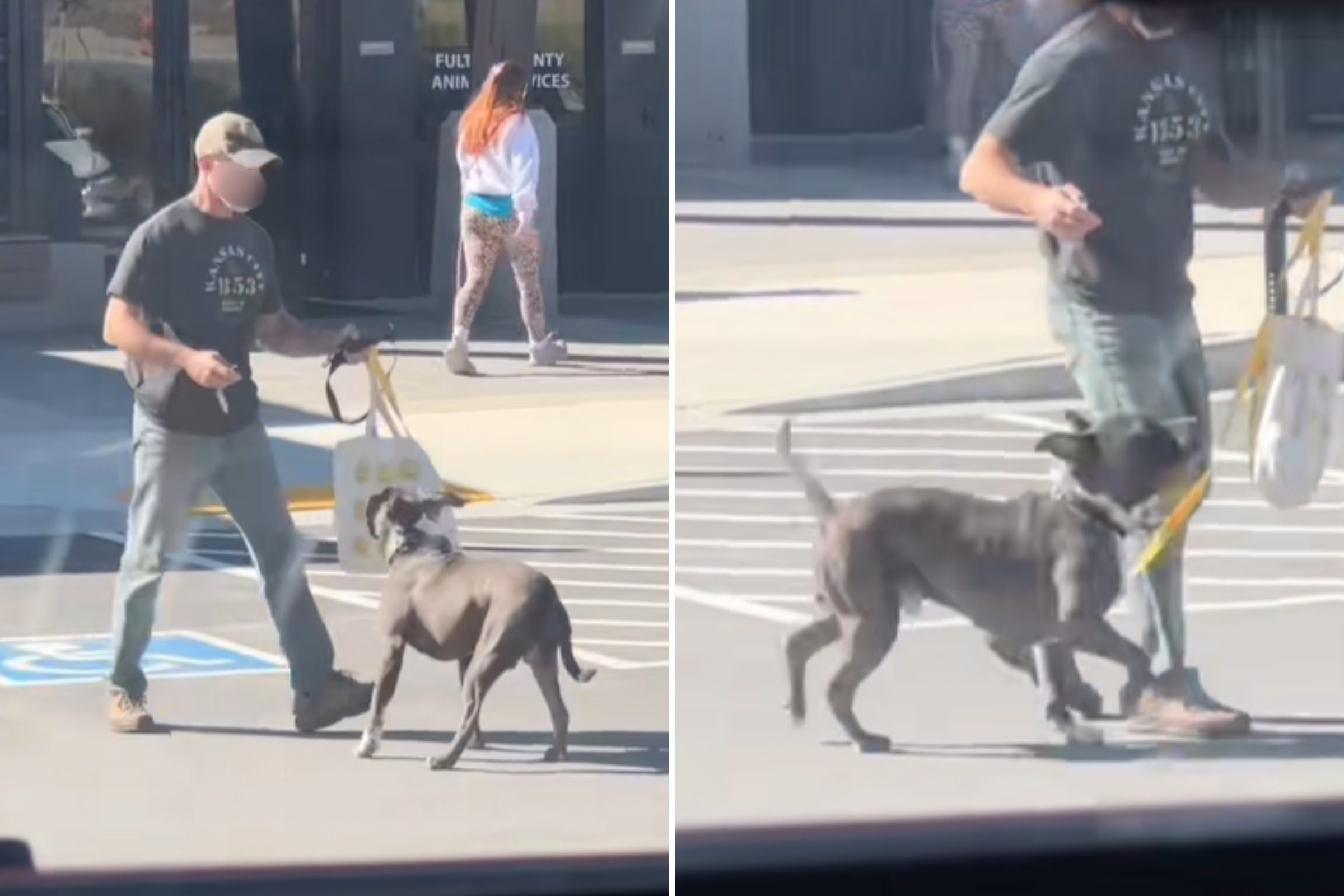 Rescue Dog Finally Leaves the Shelter, His Reaction Is Everything