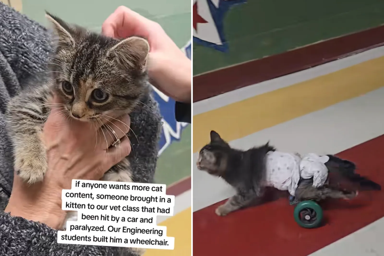 Paralyzed Kitten Found Near a School, Engineering Students Know What To Do