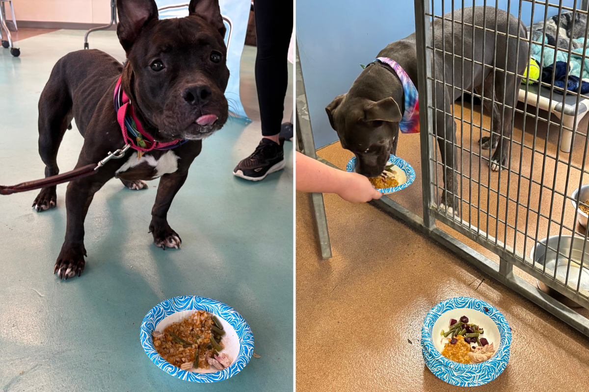 Shelter Dogs Receive Special Thanksgiving Gift, Their Response Is Adorable - Newsweek