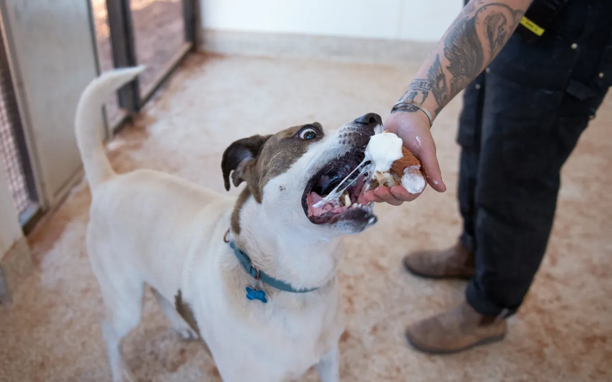 A shelter dog enjoying some food.