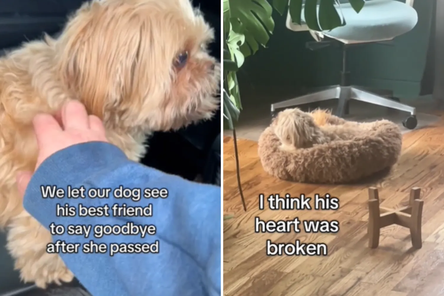 Dog Says Goodbye To Best Friend After She Passes Away, Then Tragedy Hits