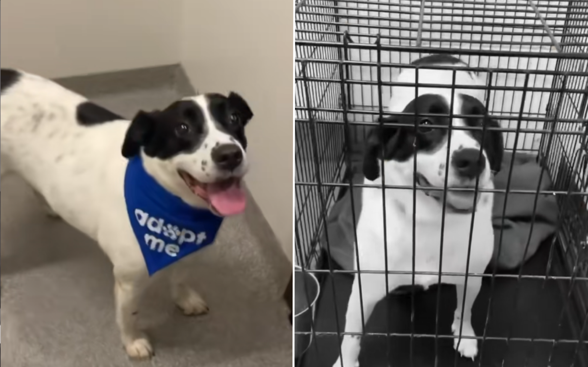 Dog Who Spent 740 Days in Shelter Adopted and Returned for Crushing ...