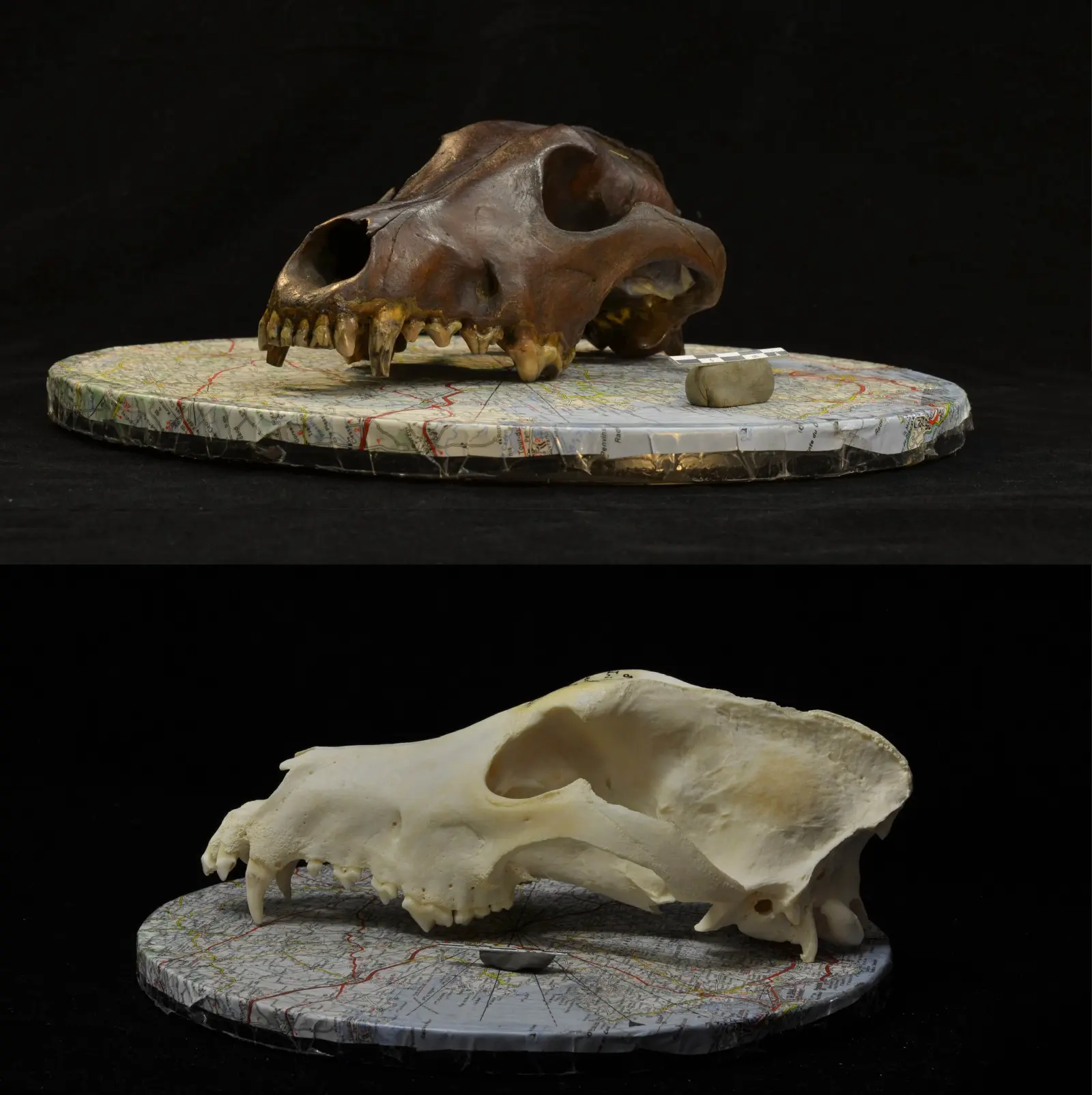 Archaeological canid skull (top) and a modern dog skull (bottom) used for the photogrammetric reconstruction of 3D models in the study.
