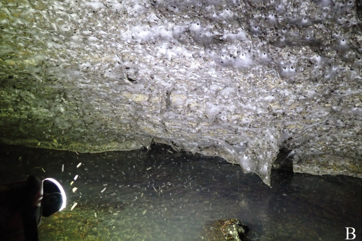 World’s Biggest Spiderweb Spanning 1,140ft Found—and It’s Nightmare Fuel