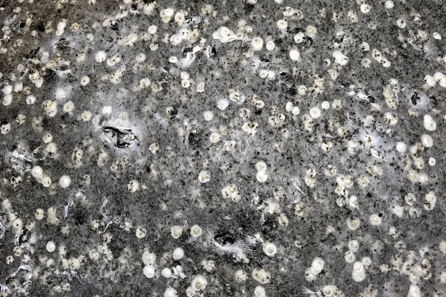 World’s Biggest Spiderweb Spanning 1,140ft Found—and It’s Nightmare Fuel