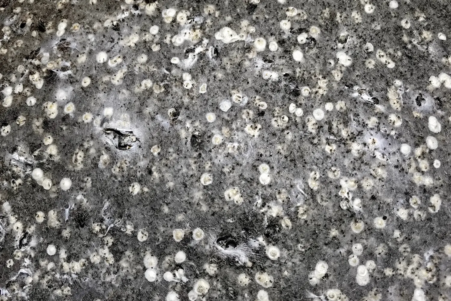 What Is Arachnophobia?