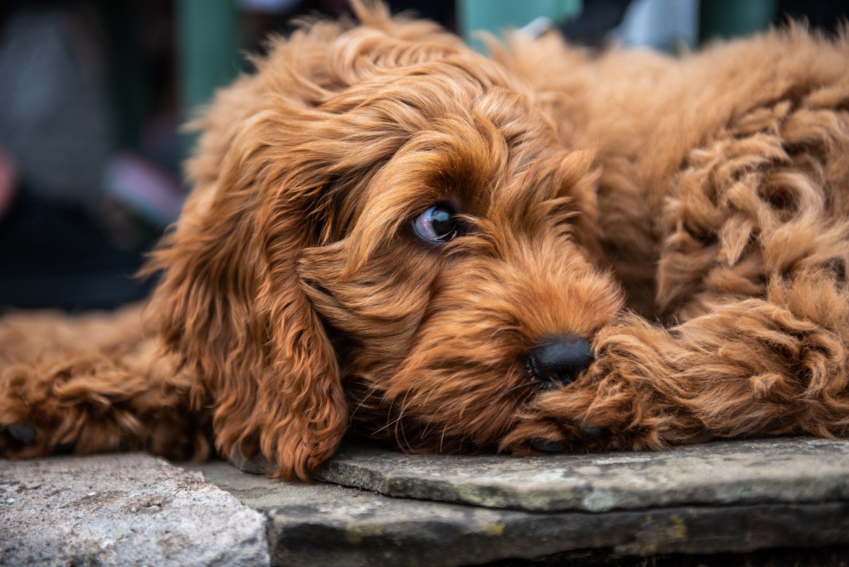 Dog Gets ‘Social Anxiety’ When Meeting Puppy, His Reaction Goes Viral