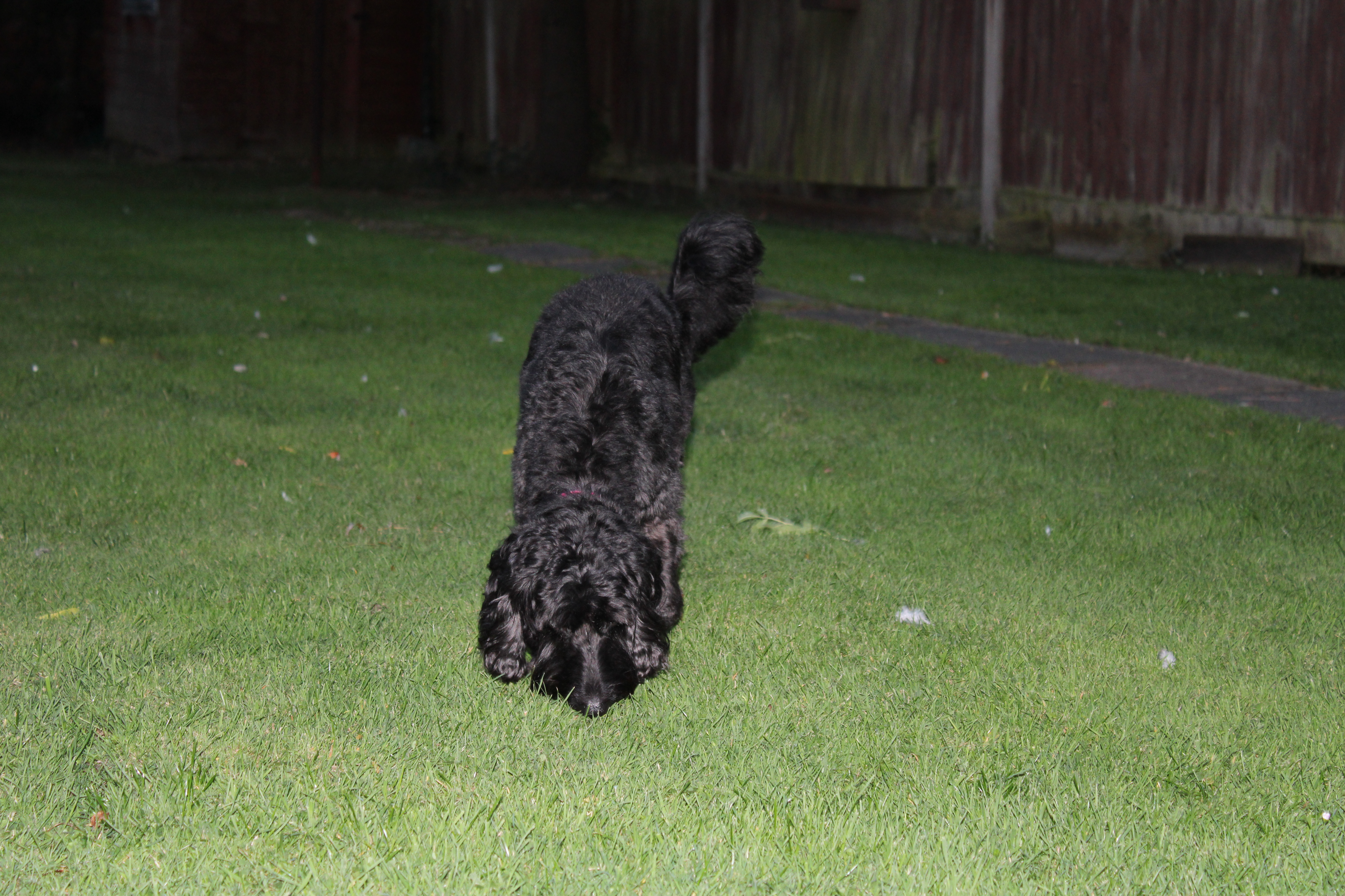 Senior Poodle Faces Coyote Attack in Backyard, Shock at What Happens Next