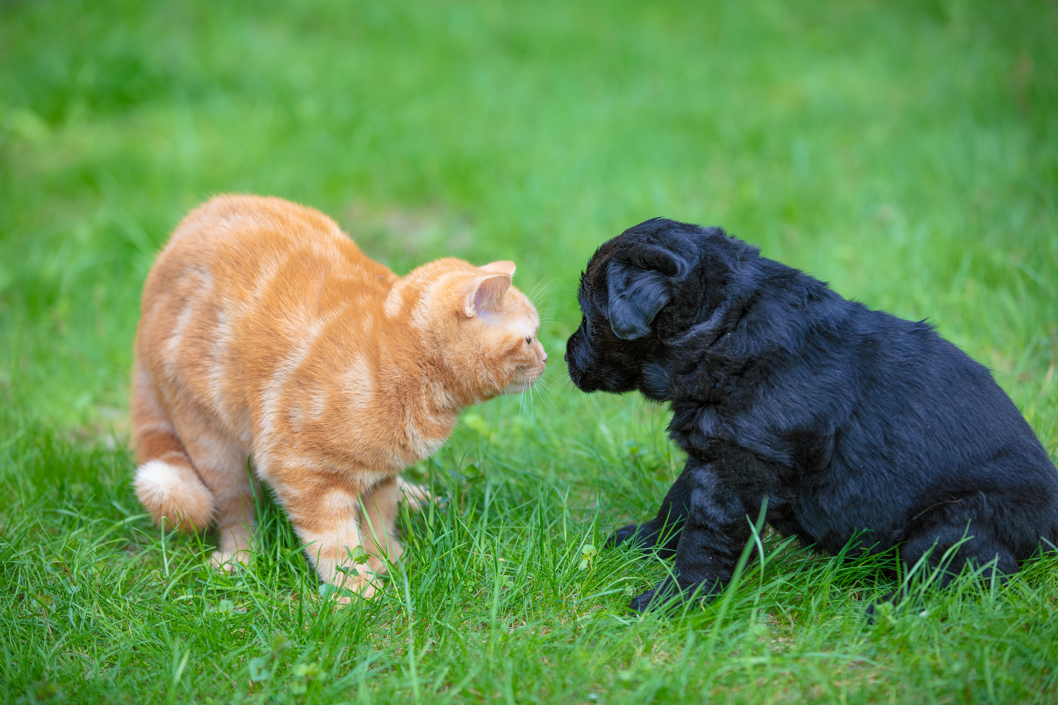 Cat Meets Puppy for the First Time—Their Reaction Warms Hearts: ‘Soulmates’