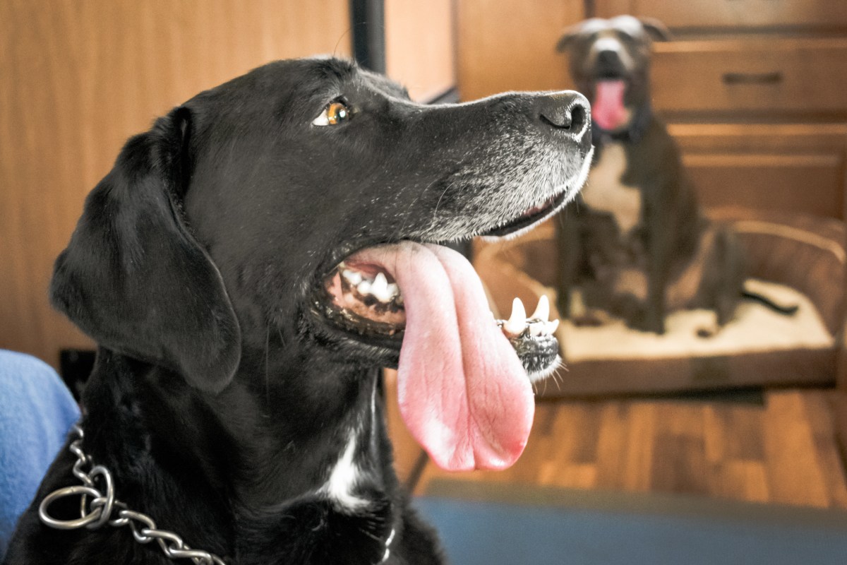 Dogs Guard Their Mom—But One Puppy’s Other 'Priorities’ Go Viral