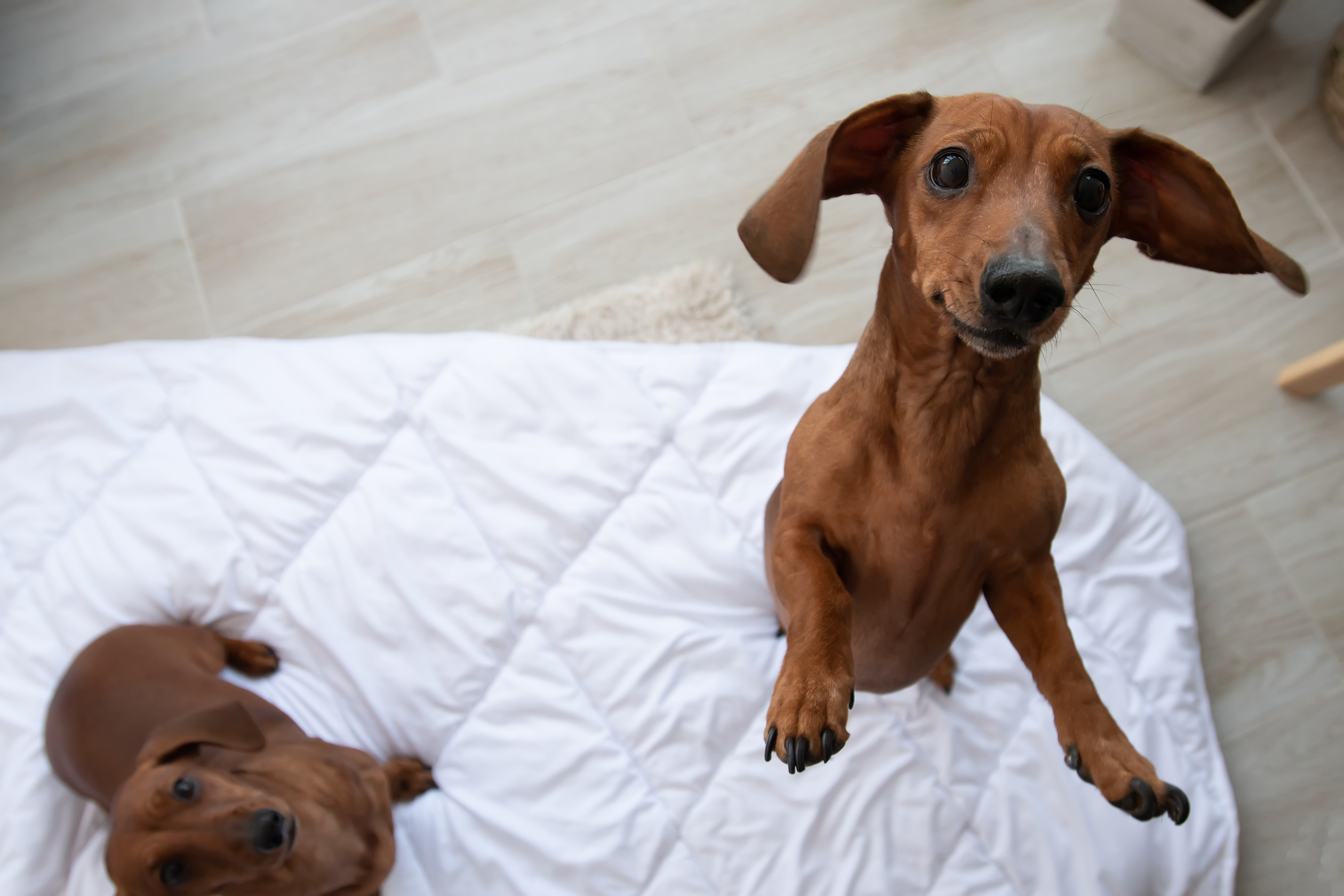Dachshund Gets Told Off on Pet Cam, Owner Can’t Cope With What He Does Next