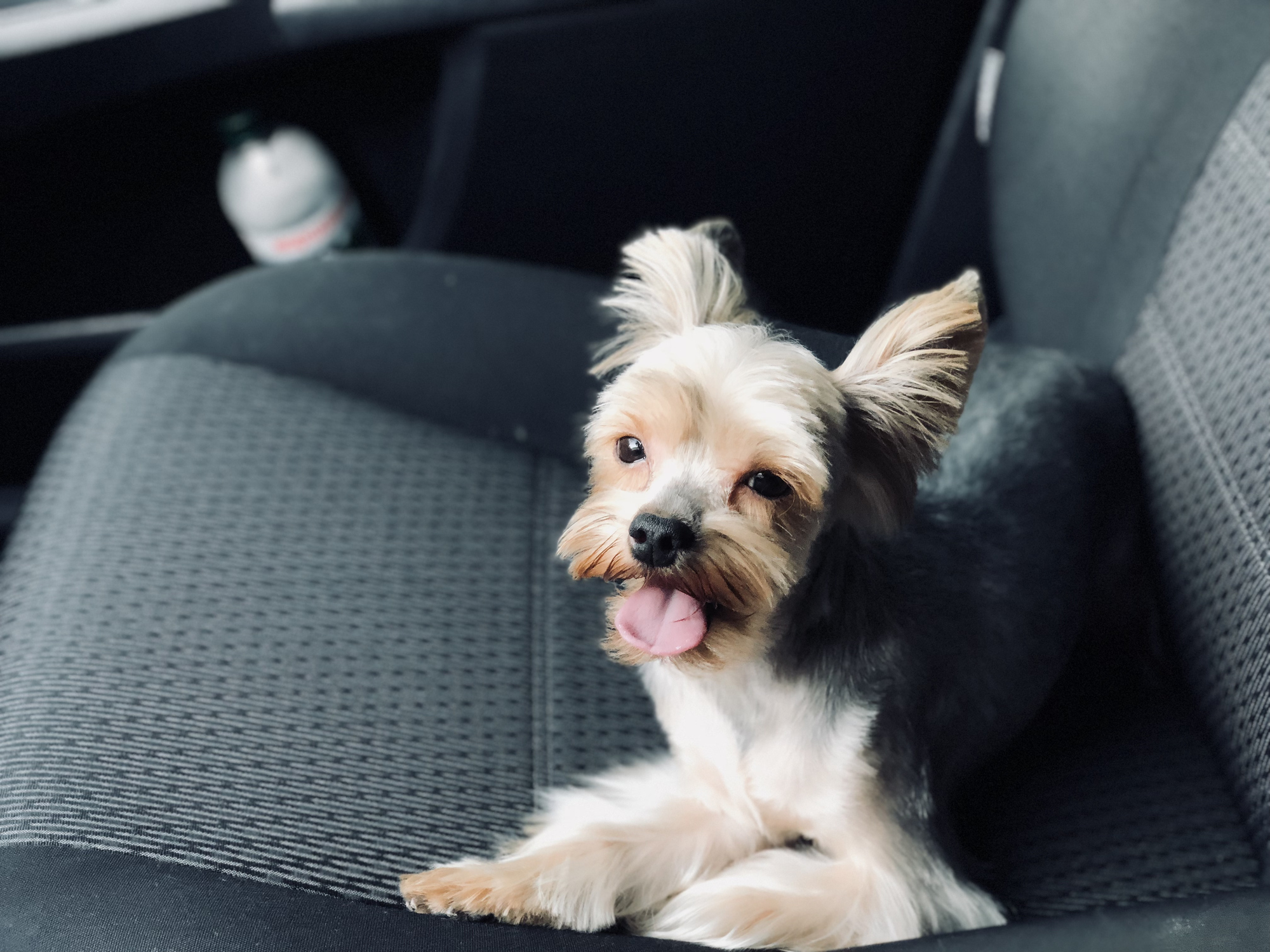 Woman Leaves Senior Dog To Get Diet Pet Food, Unprepared for What He Steals