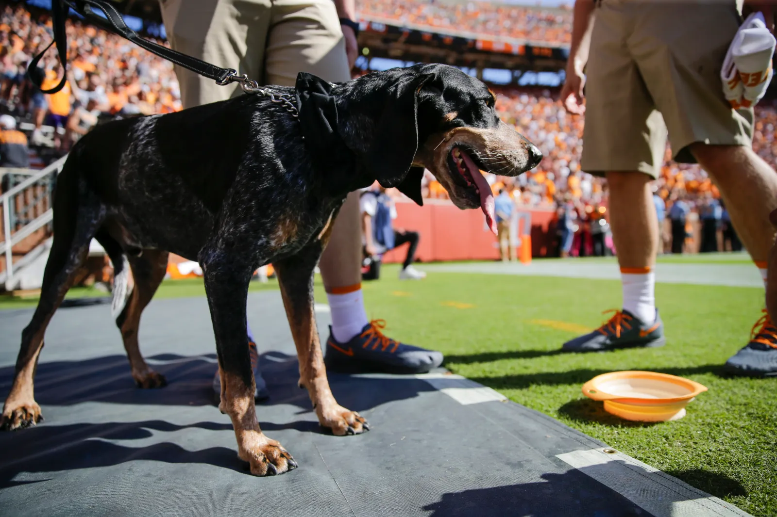 Tennessee announced the abrupt retirement of its live mascot.