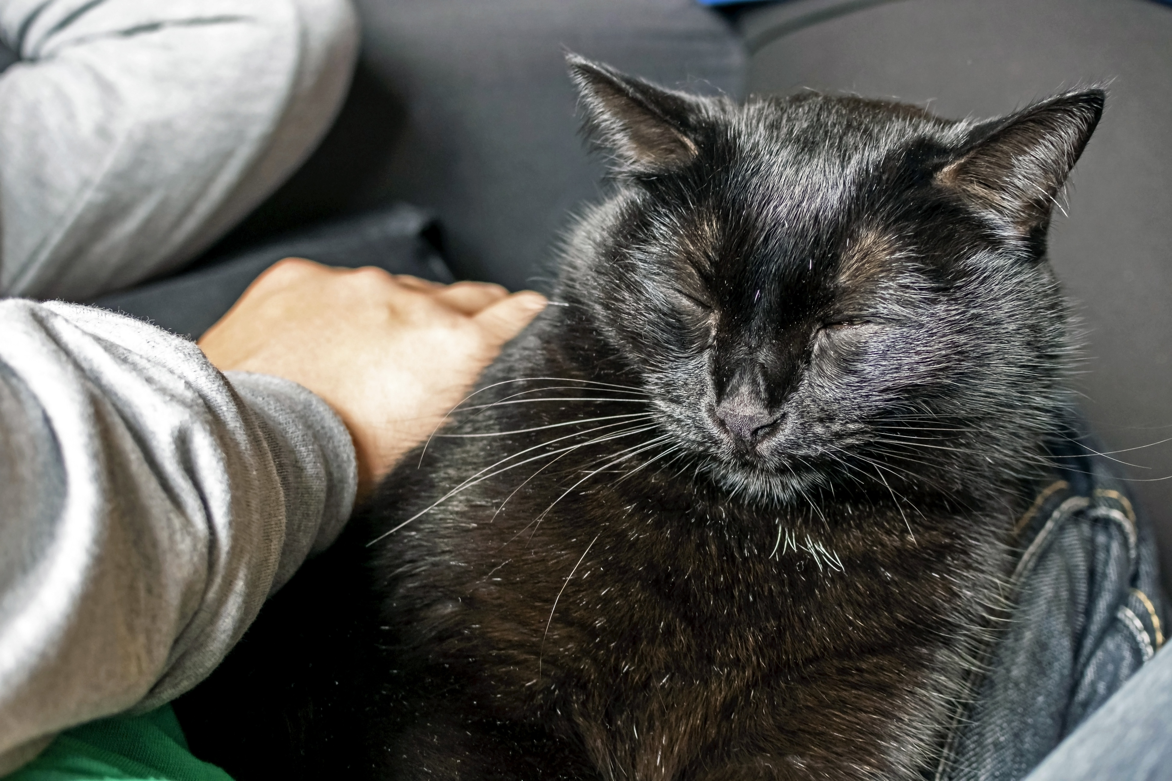 Black Cat Avoided Napping in Owner's Lap for 18 Years—Then This Happened