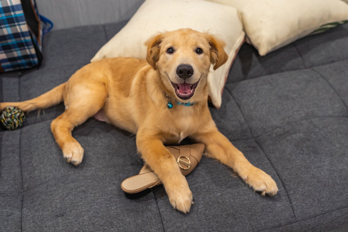 Couple Try &lsquo;Gentle Parenting&rsquo; Golden Retriever Puppy, Hysterics at Result&nbsp;
