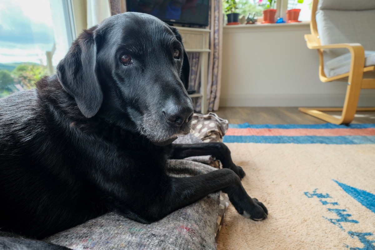 Labrador Caught Jumping for Joy, What Owner Shares Next Breaks Hearts