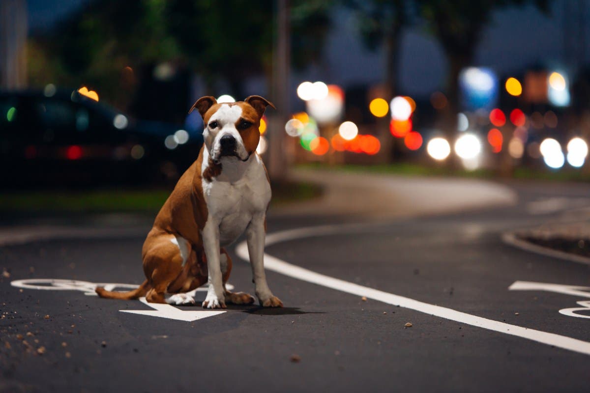Dog Rescued From Intersection During Couple’s First Date, Story Goes Viral