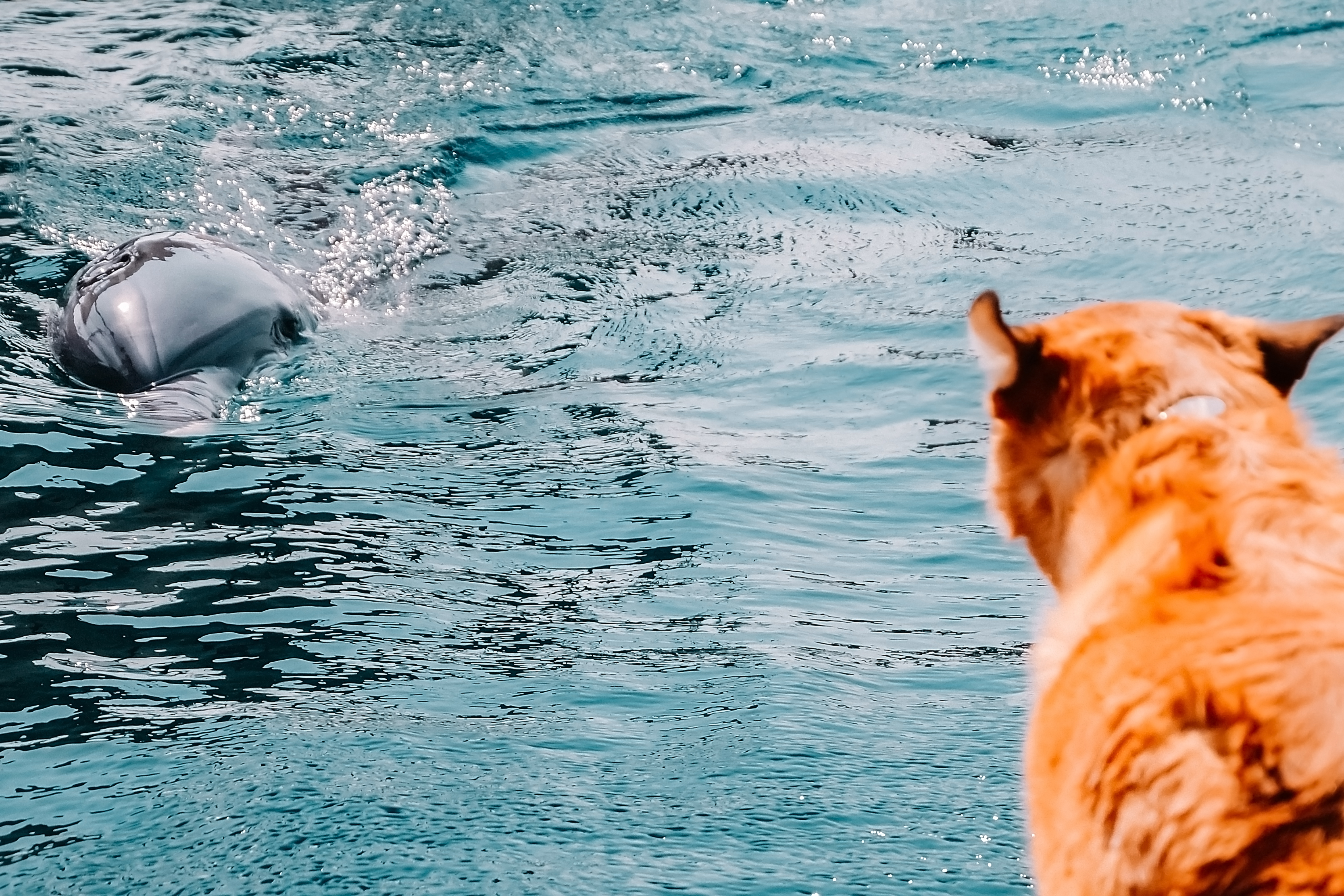 Golden Retriever Visits Aquarium, Dolphin Knows How To Make It Memorable