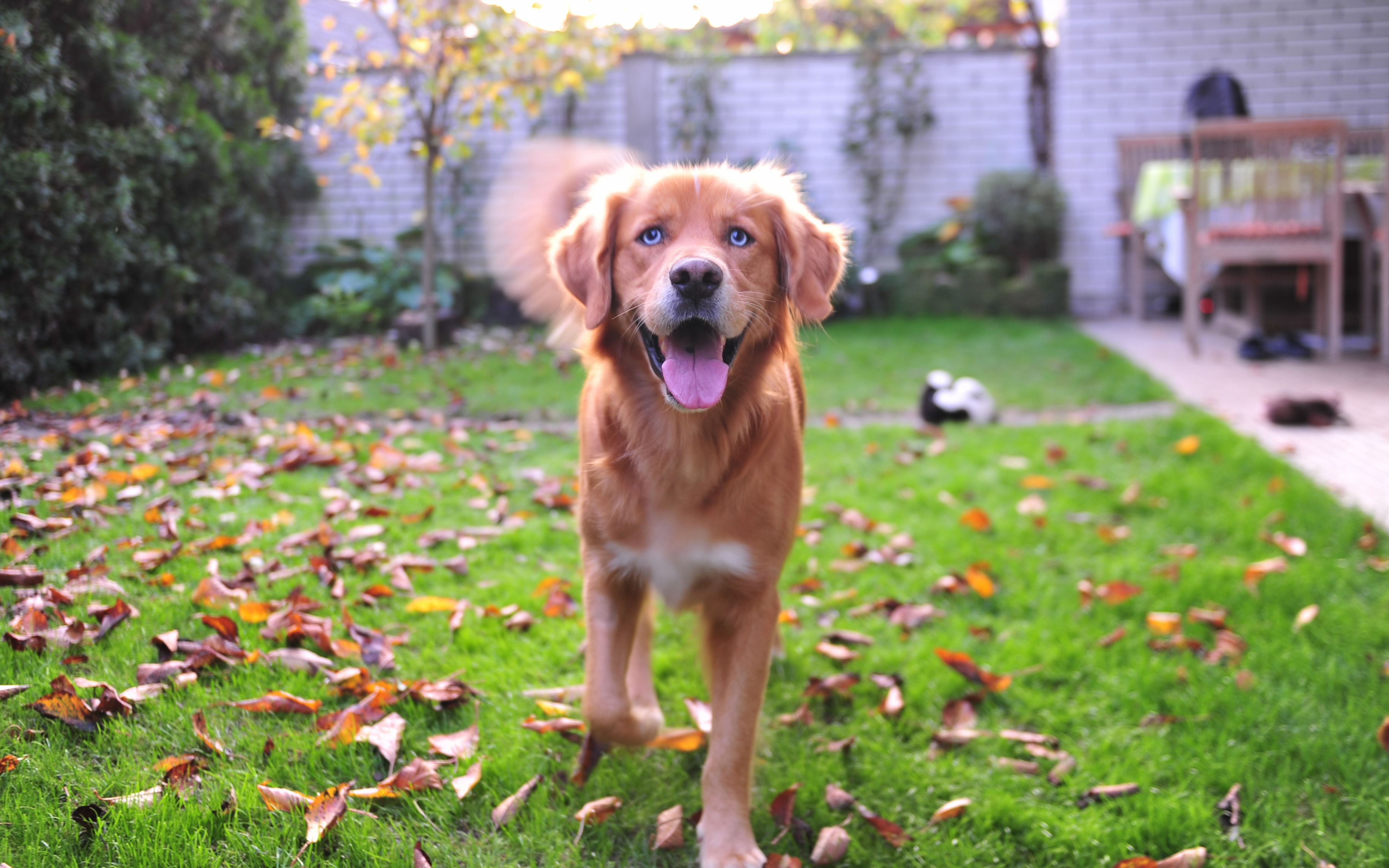Golden Retriever's Surprising Feature Stuns Internet—DNA Test Explains All