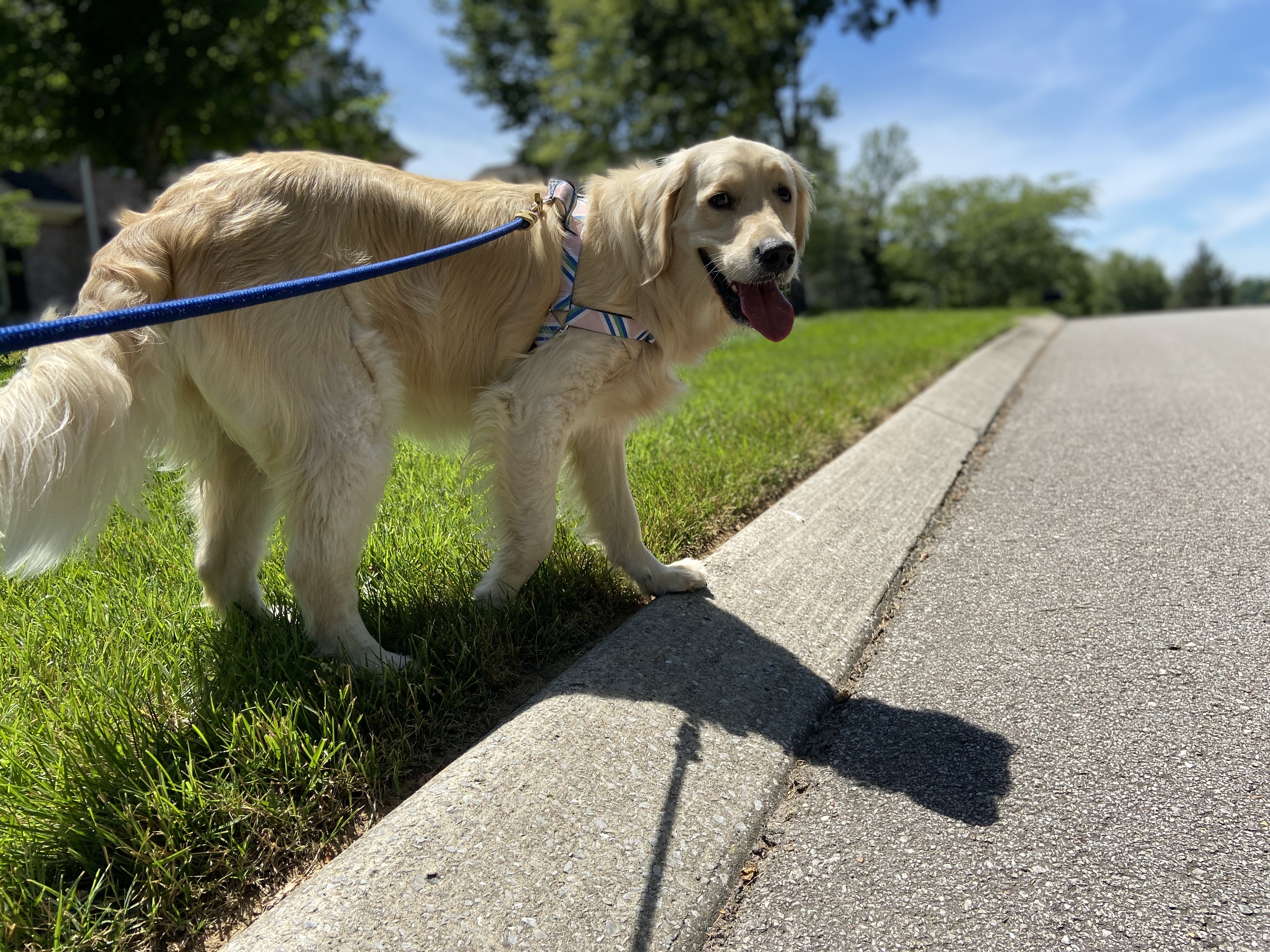 7 Intelligent Dogs Perfect for First-Time Owners