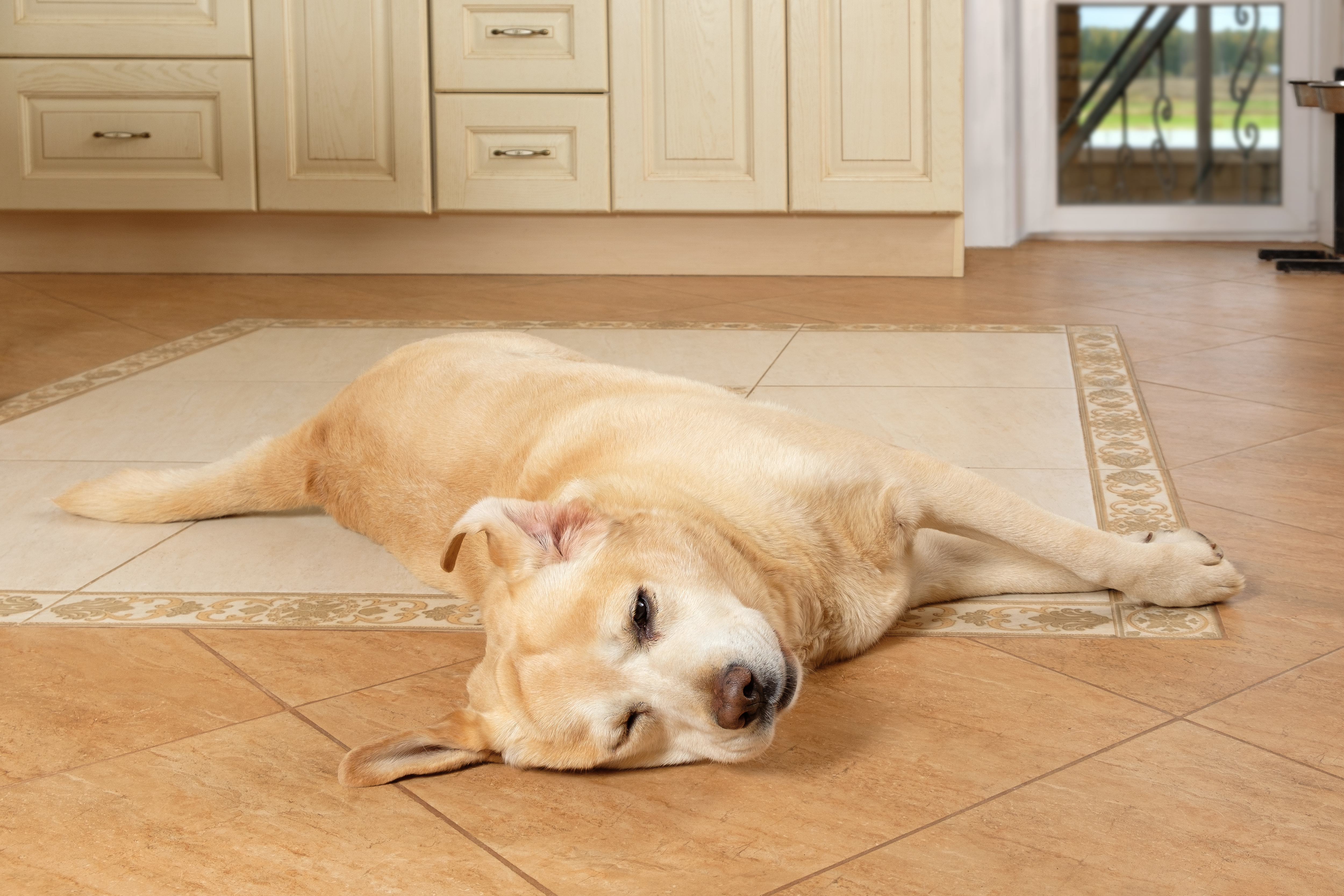 Man Collects Labrador From Boarding, Horror at What He Notices 1 Hour Later