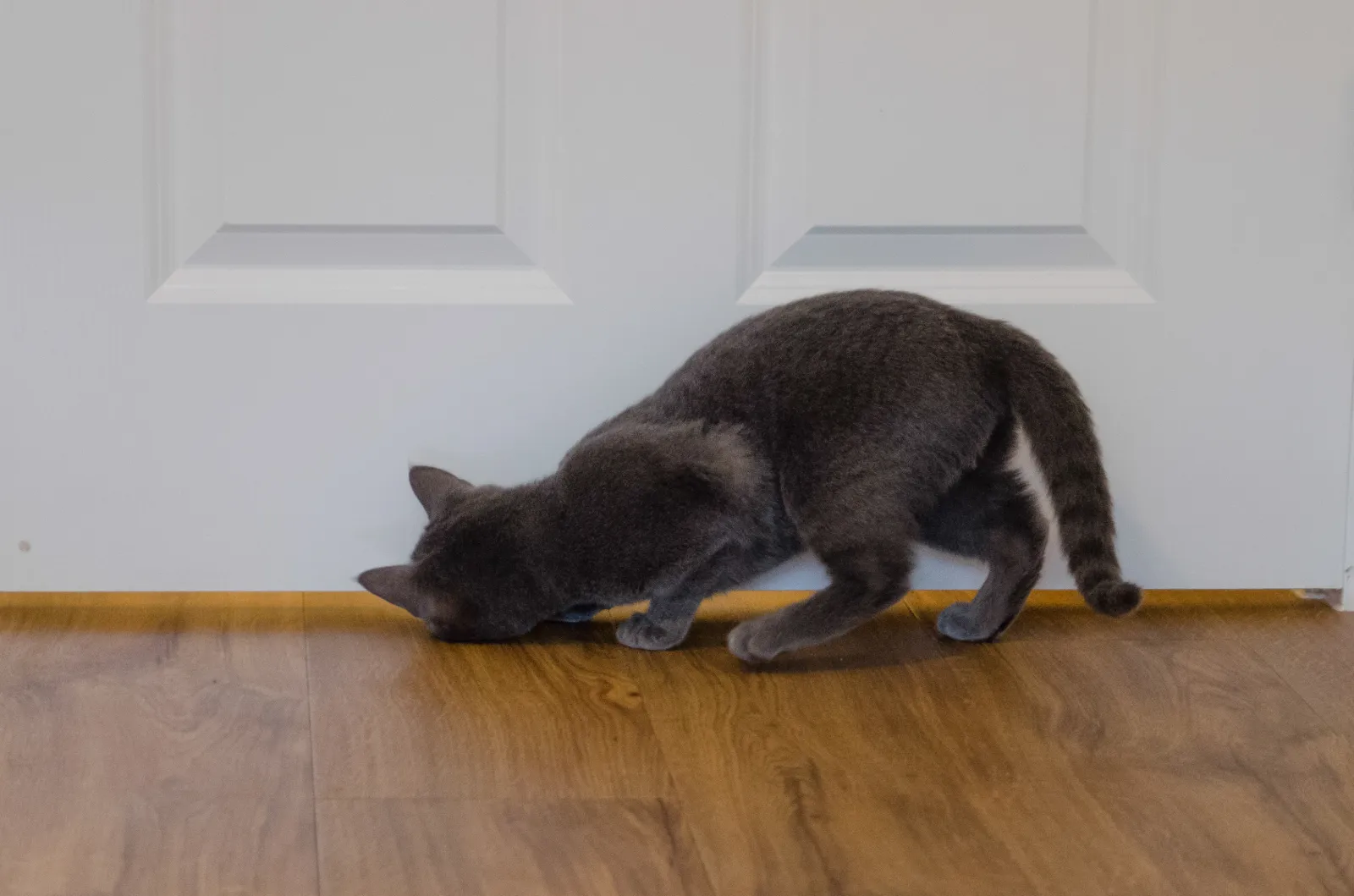 Cat Owner Spots ‘Lifeguard’ Peeking Under Bathroom Door