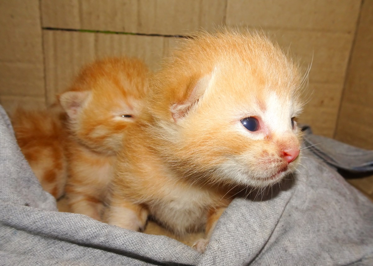 Owner Notices Feral Cat in Backyard, Who Shows Up Next Melts Hearts