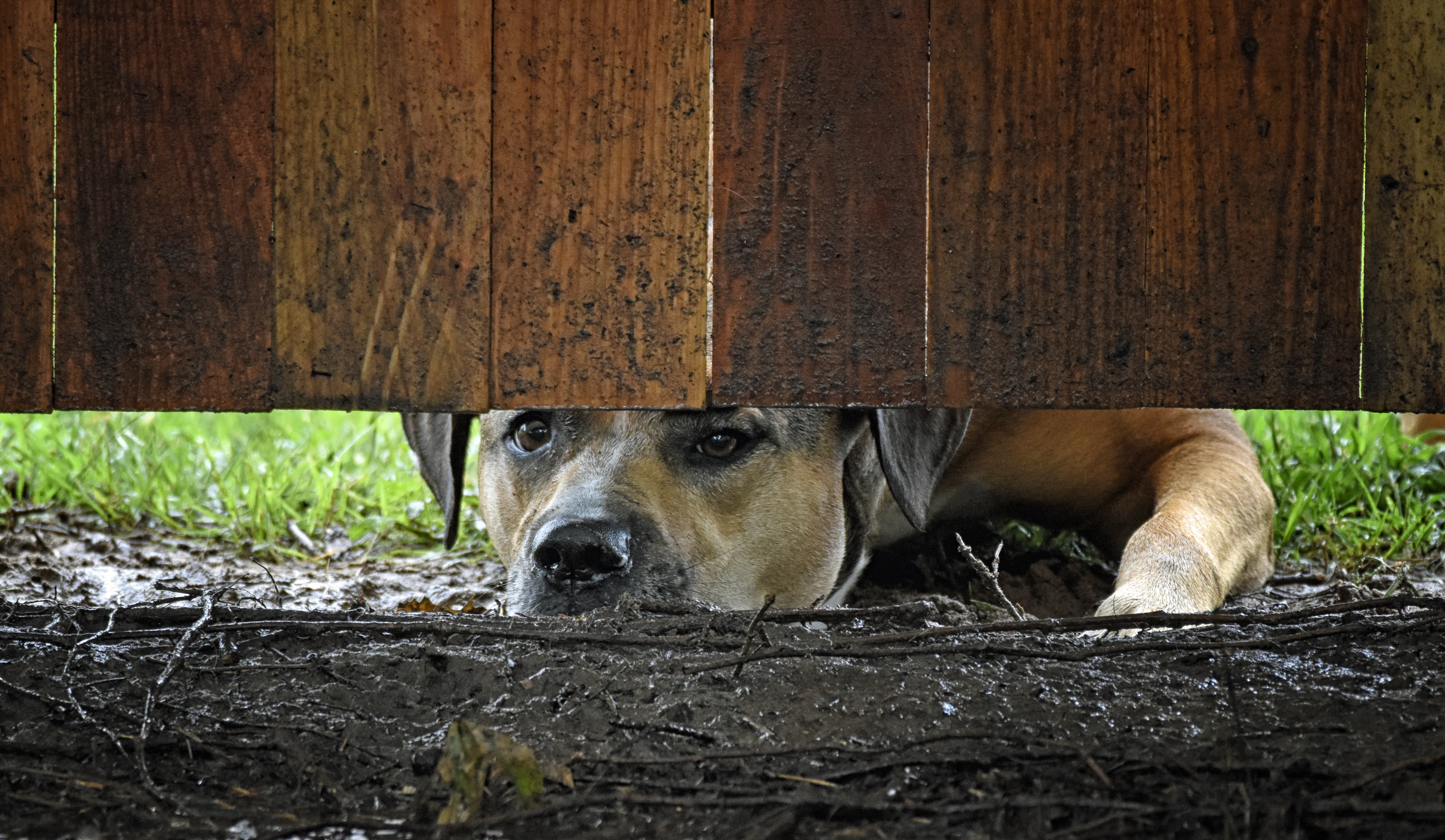 Woman Gets Guardian Dog for Livestock—Reaction to Predator Goes Viral