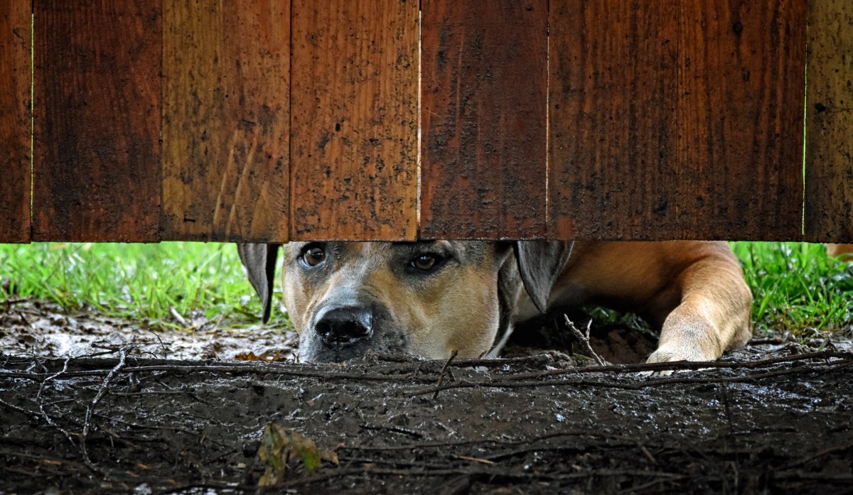 Woman Gets Guardian Dog for Livestock&mdash;Reaction to Predator Goes Viral