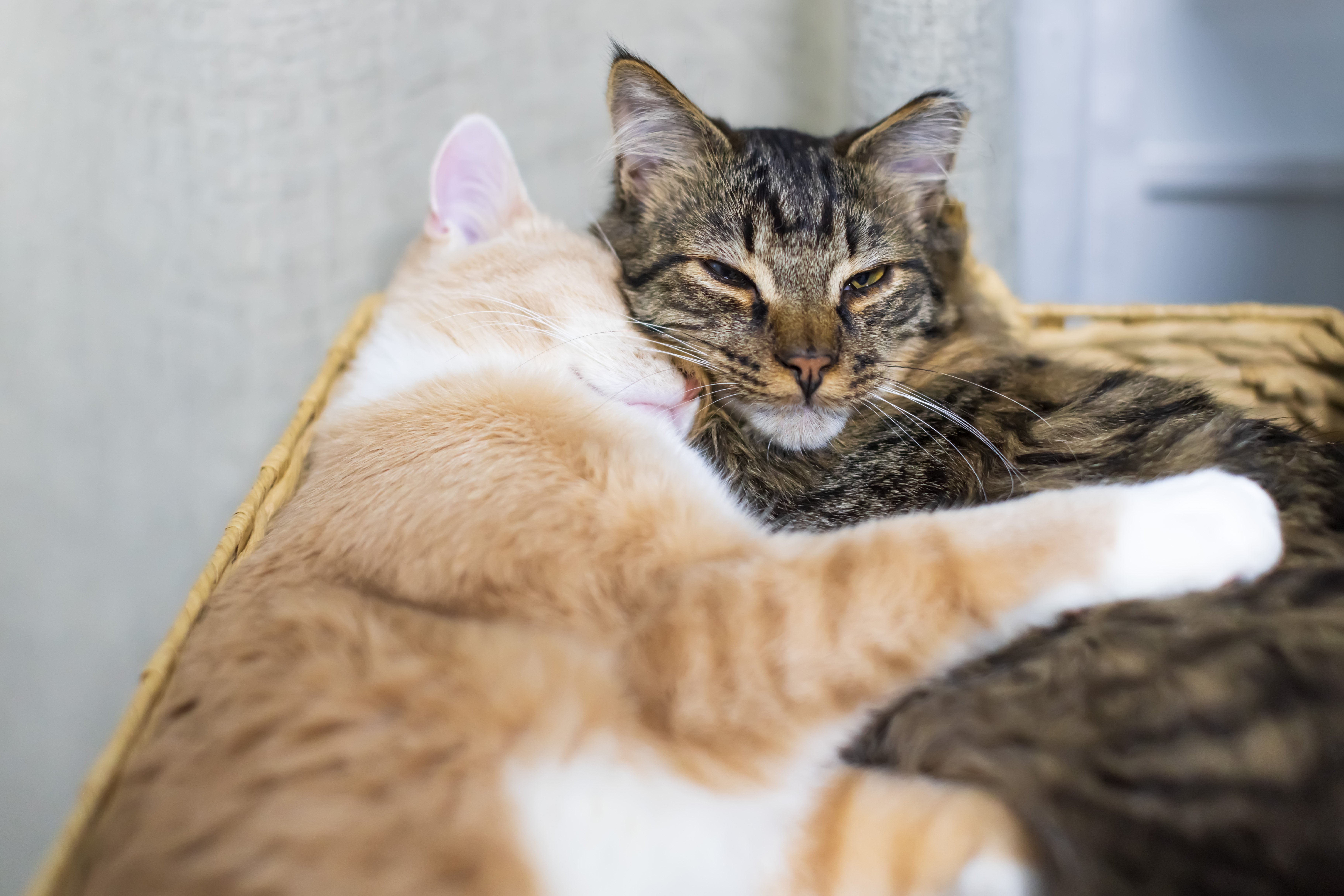 Cat Gets Spayed at Vets, Shock Over What Owner Realizes Once She’s Home