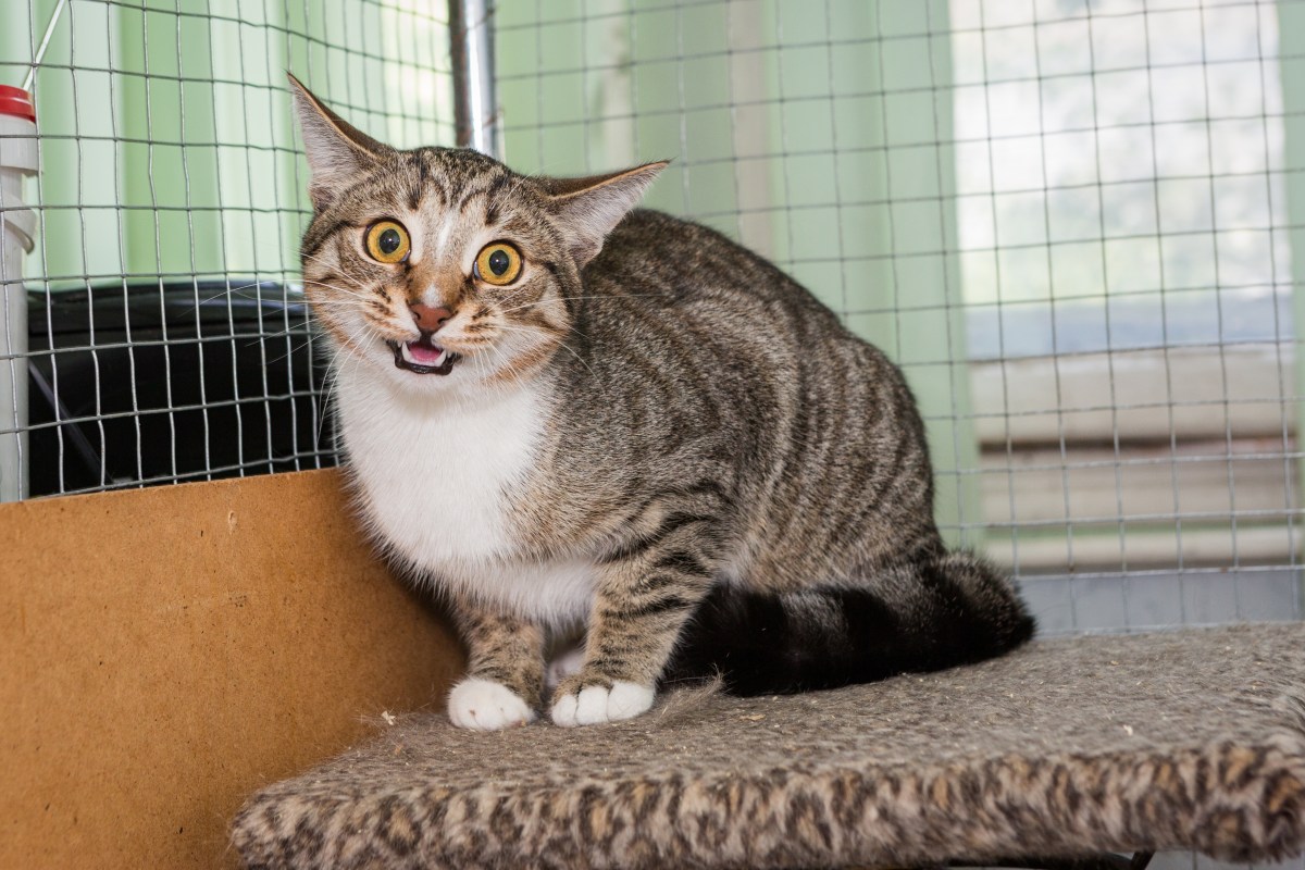 Kind Stranger Takes Injured Kitten To Shelter—Heartbreak at What Unfolds