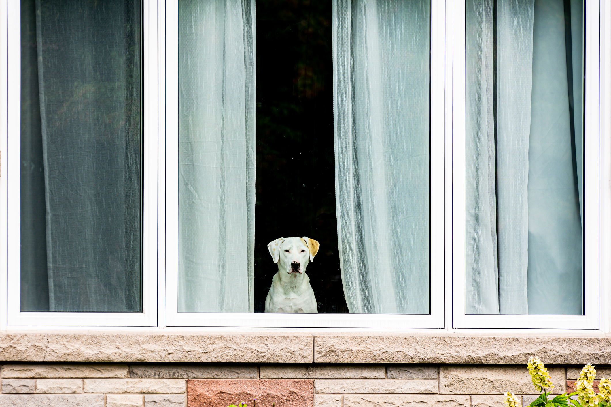 Rescue Dog’s Way of Judging Owner When They Return Home Goes Viral