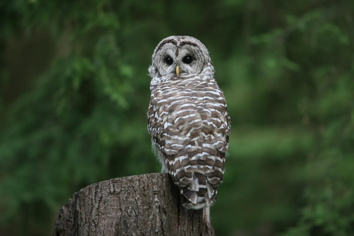 A Controversial Vote: Senators' Approval to Cull 450,000 Barred Owls