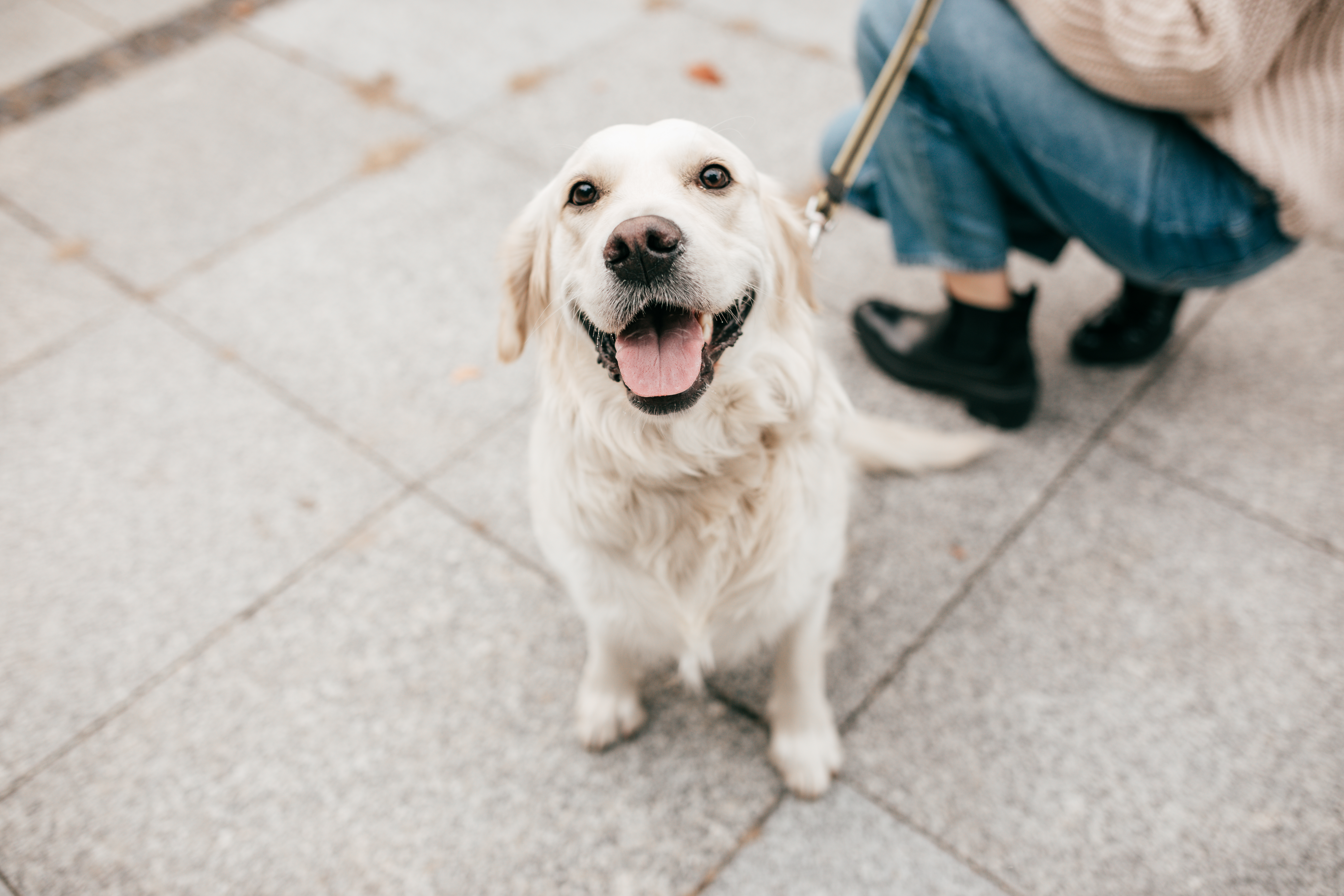 Owner Tries to Walk by Coffee Shop Without Getting Pup Cup—Backfires