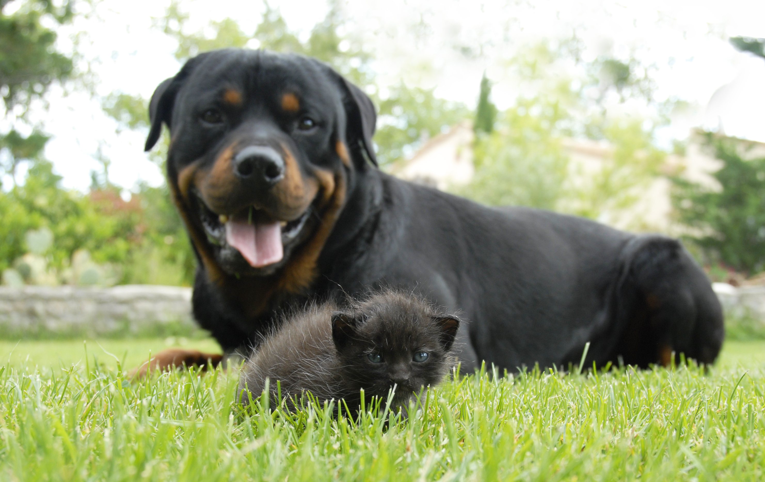 Hearts Melt Over Rottweiler’s Friendship  With Barn Cat: ‘Chose Her Baby’