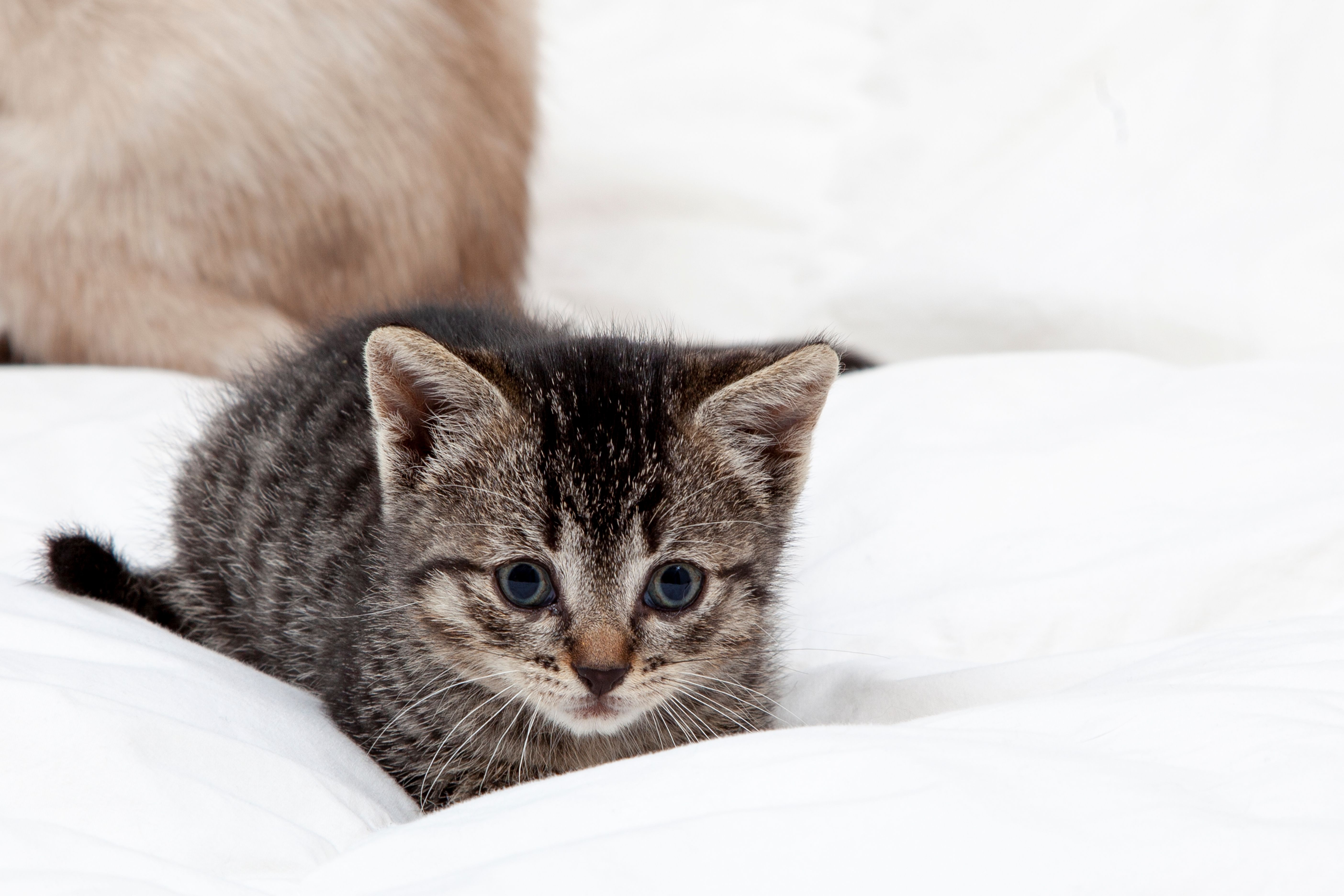 Internet Can't Cope With What Kitten Has To Hug While He's Falling Asleep
