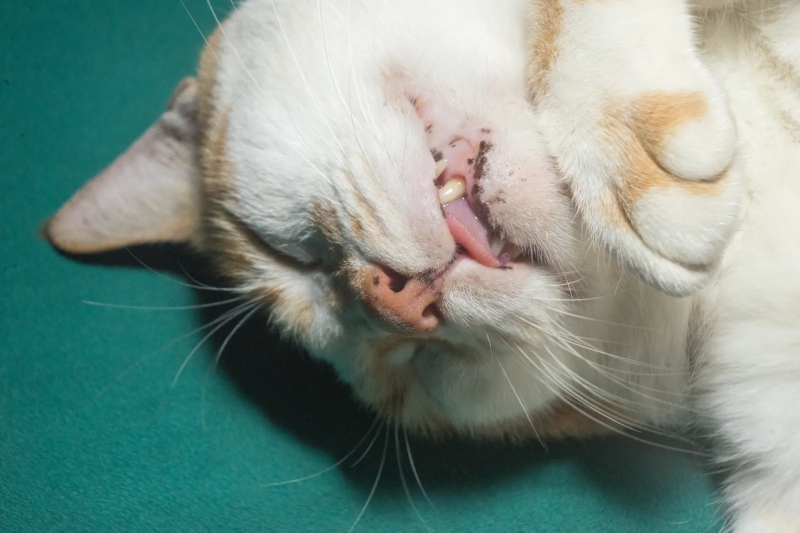 Cat Owner Panics at Spots in Pet’s Mouth—Then Realizes What They Really Are