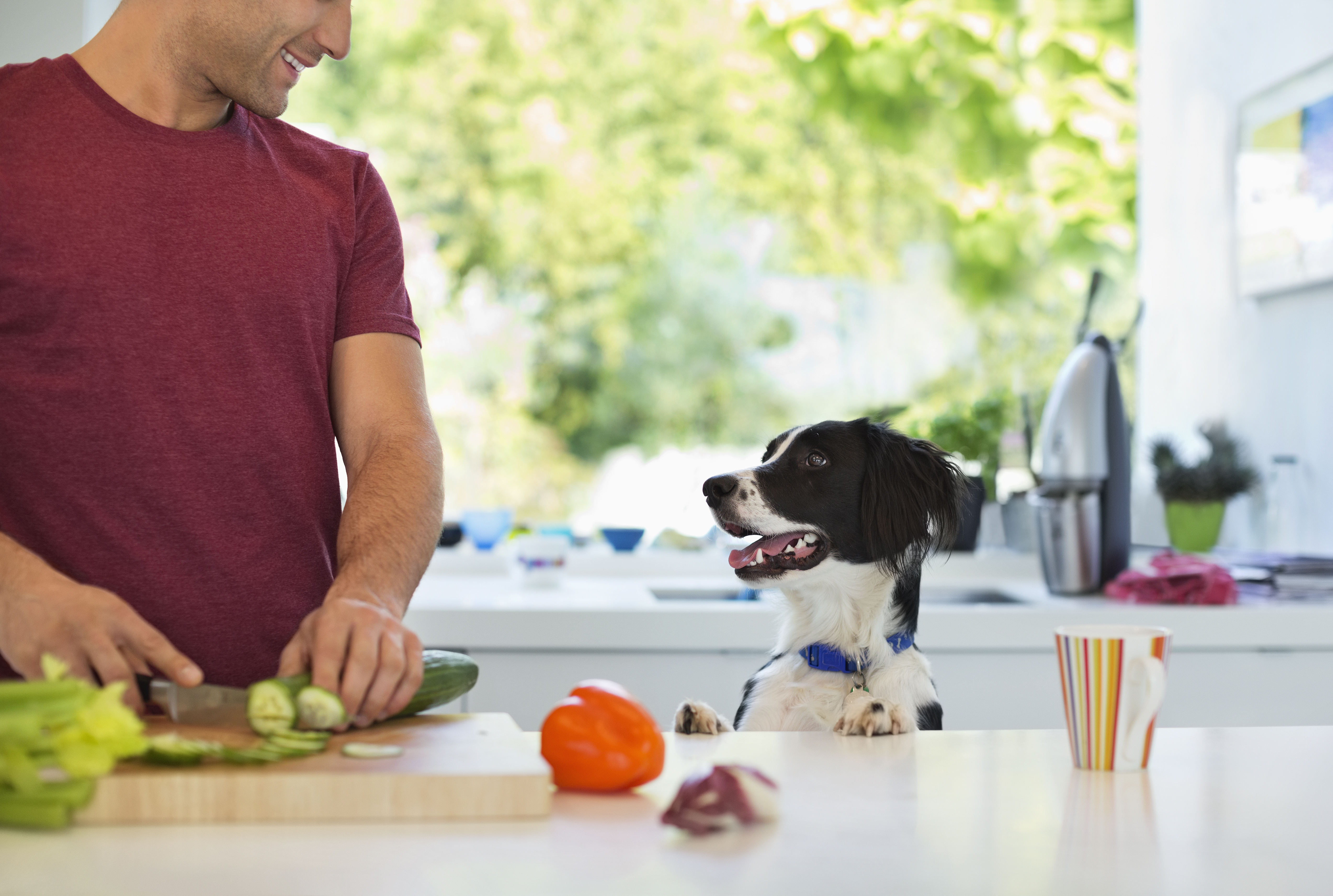 Dog Refuses To Drink From Water Bowl, Hysterics at Owner’s Solution
