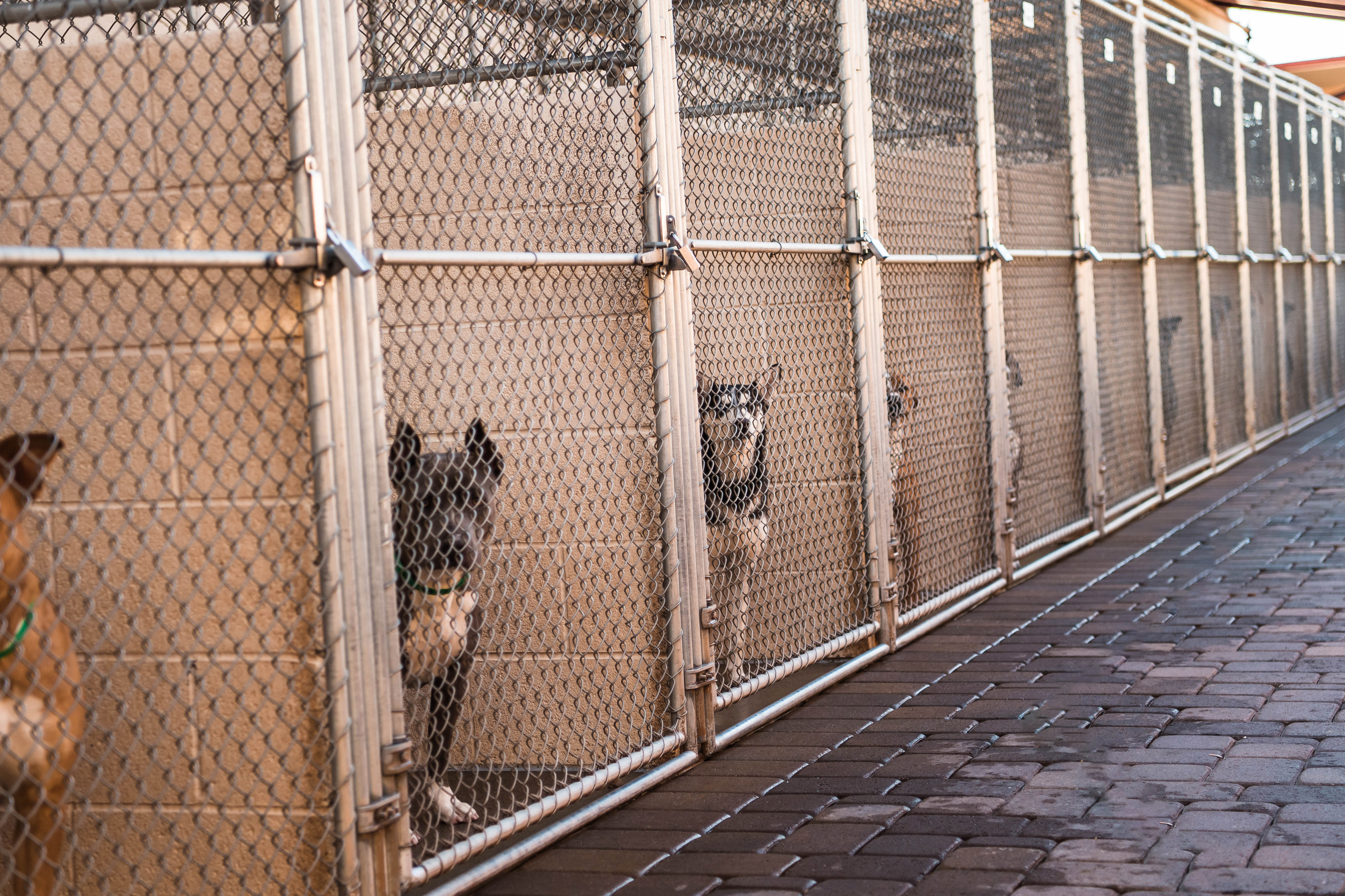 Woman Walks Into Dog Shelter, Tiny Trio She Sees Waiting Melts Hearts
