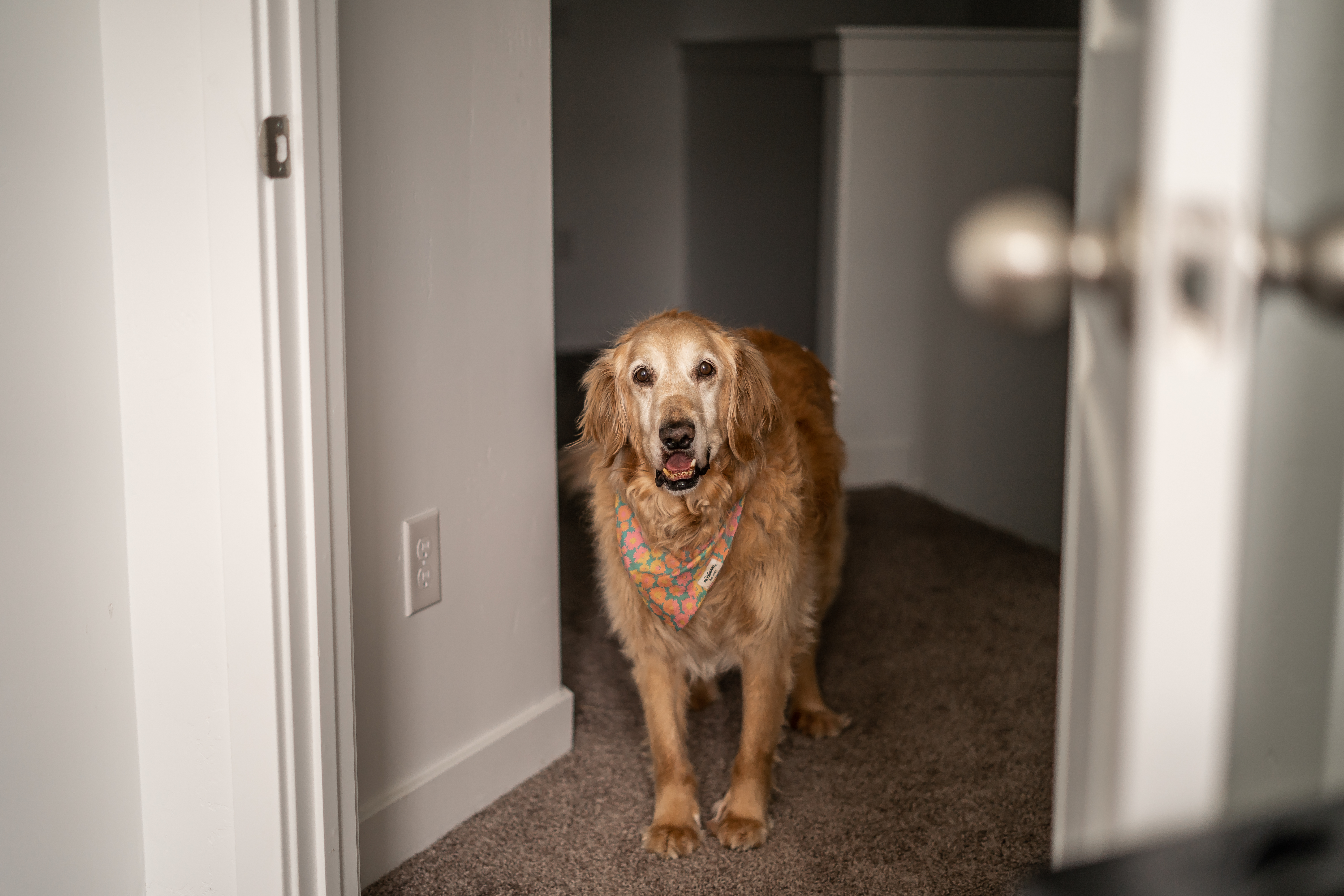 Golden Retriever Not Happy After Owner Steps on Toe, Next Move Goes Viral