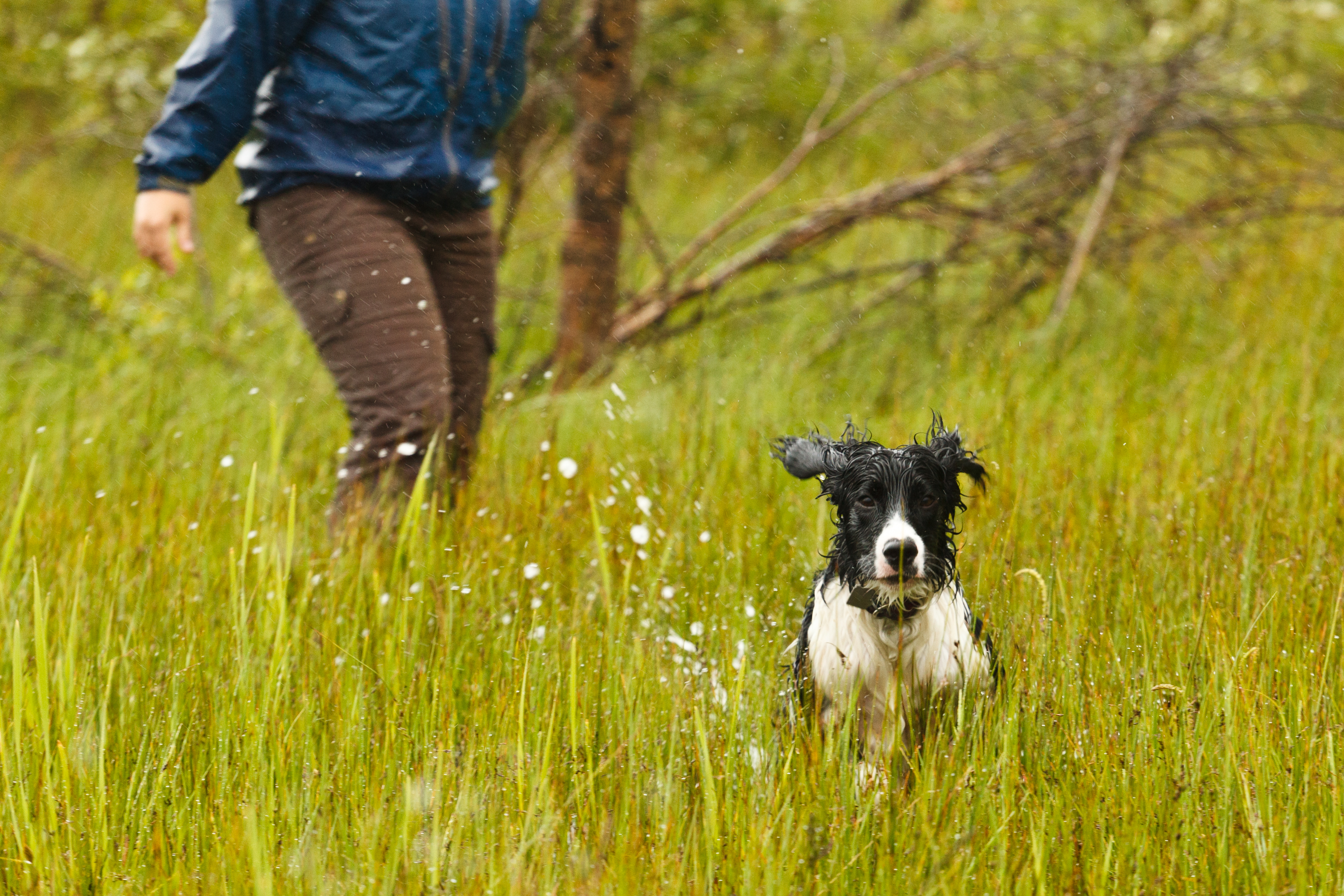 Hysterics at Reason Why Dog Acts 'Betrayed' in Shower