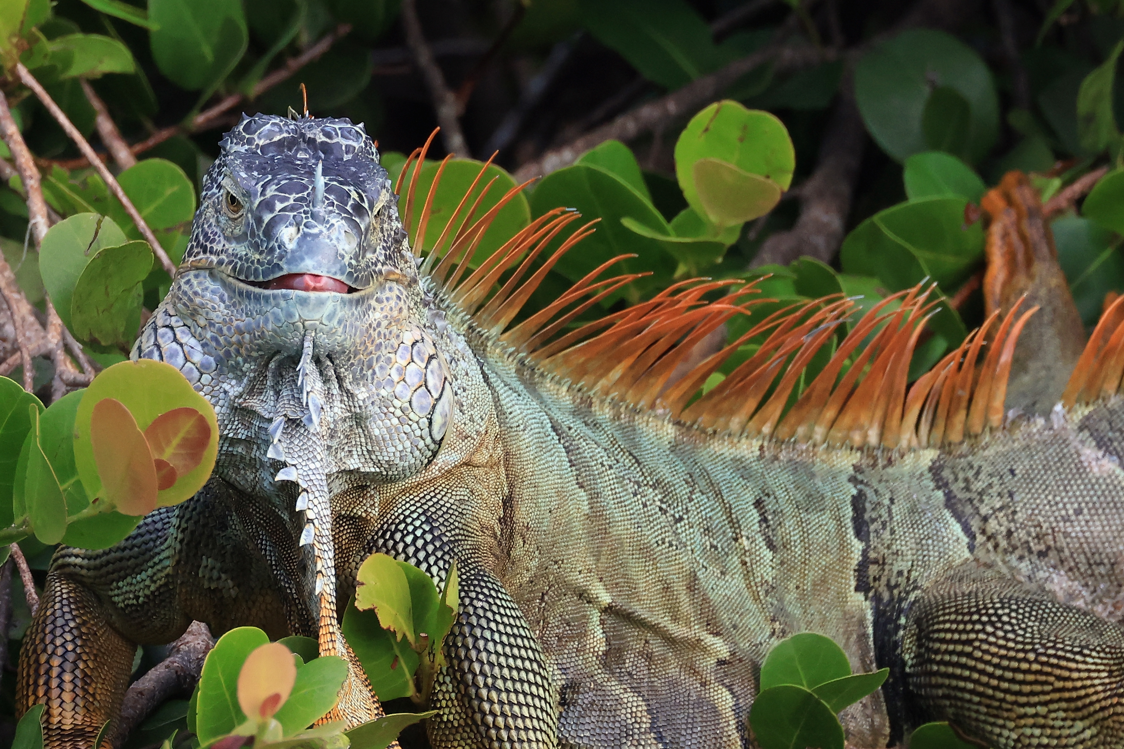 Falling Iguana Advice Issued Amid Record Cold in Florida