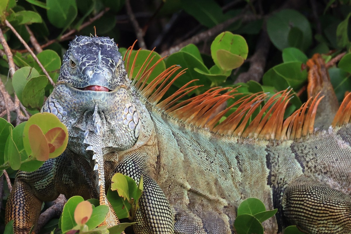 Falling Iguana Advice Issued Amid Record Cold in Florida
