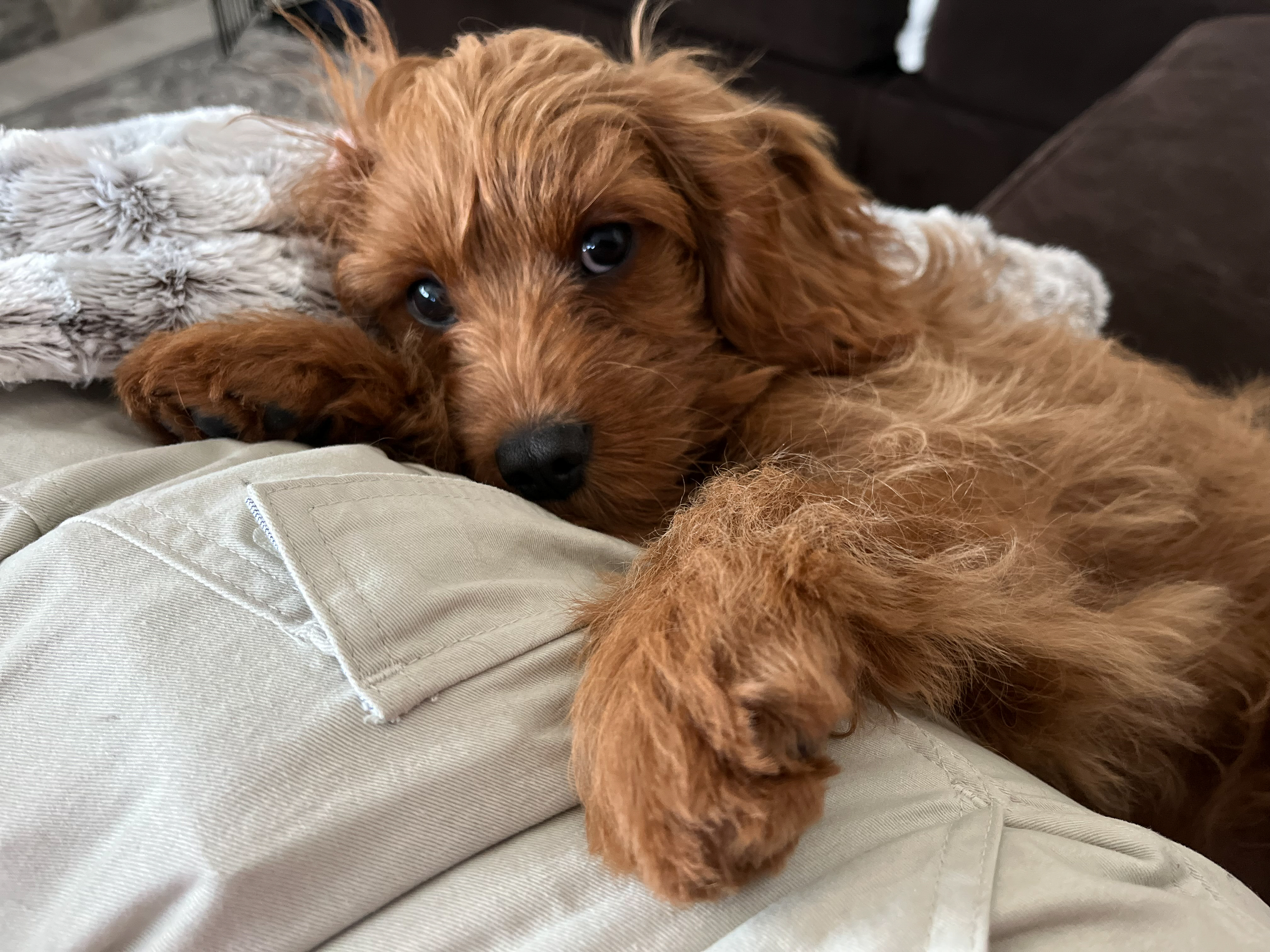 ‘Sleepy’ Velcro Dog Hears Owner Wake in Night, What Owner Sees Melts Hearts